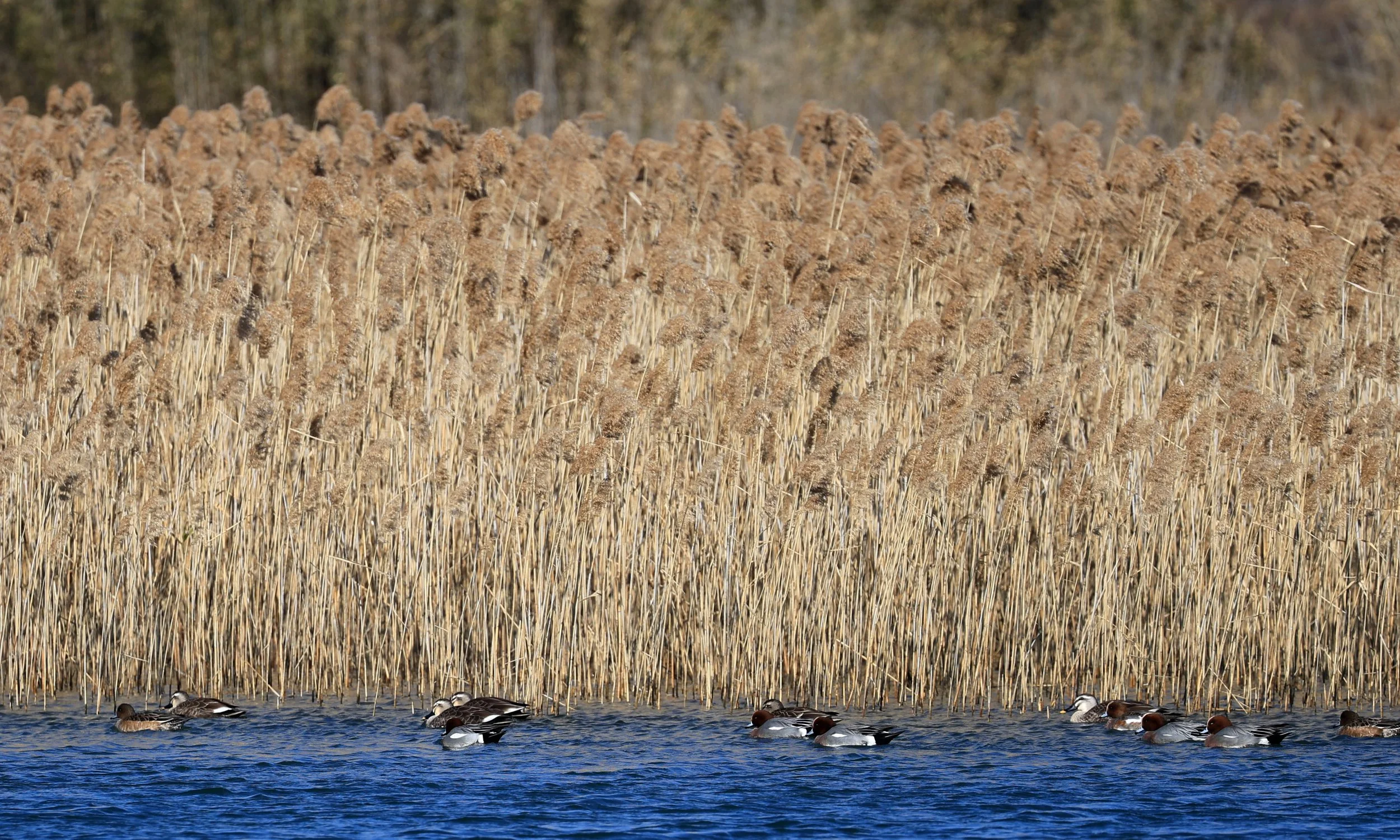 European wigeon (Mareca penelope) Shimotonda Sadowaracho Birding Ponds Miyazaki Kyushu Japan (23).jpg