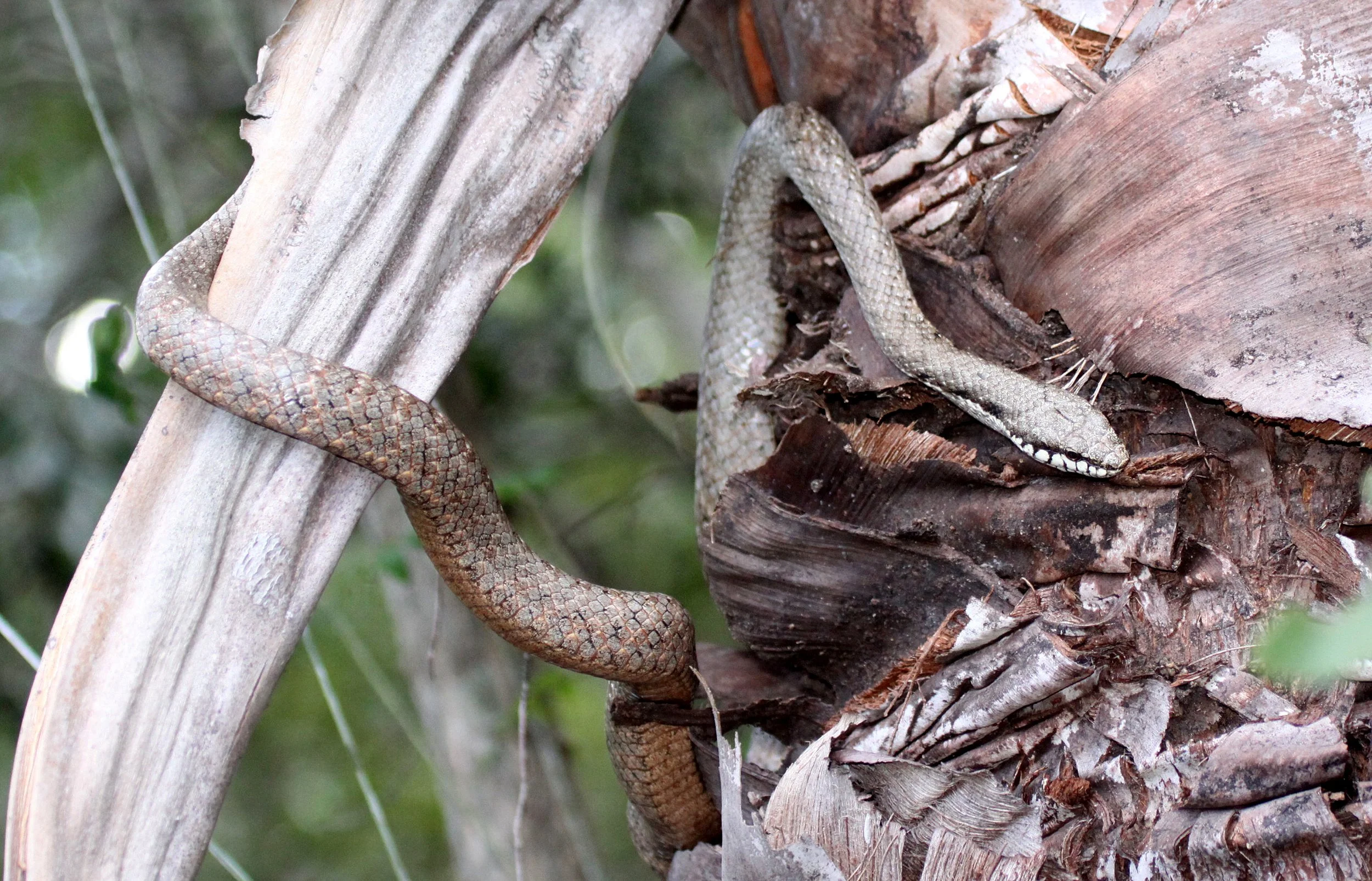Ithycyphus oursi - FOREST NIGHT SNAKE - ANDOHAHELA NATIONAL PARK MADAGASCAR (4).JPG
