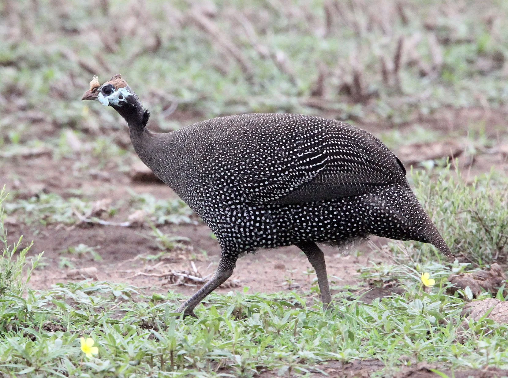 BIRD - GUINEAFOWL - HELMETED GUINEAFOWL - AWASH NATIONAL PARK ETHIOPIA (2).JPG