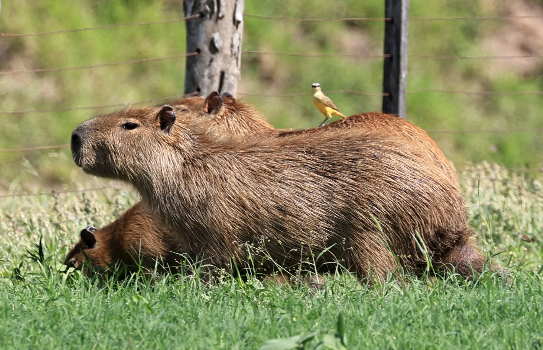 Capybara (Hydrochoerus hydrochaeris) Loma Plata Paraguay - Brunnen Strasse (13).jpg