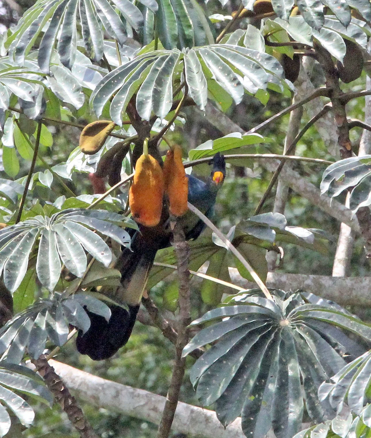 Great Blue Turaco (Corythaeola cristata) Dzanga Ndoki NP Central African Republic (6).JPG