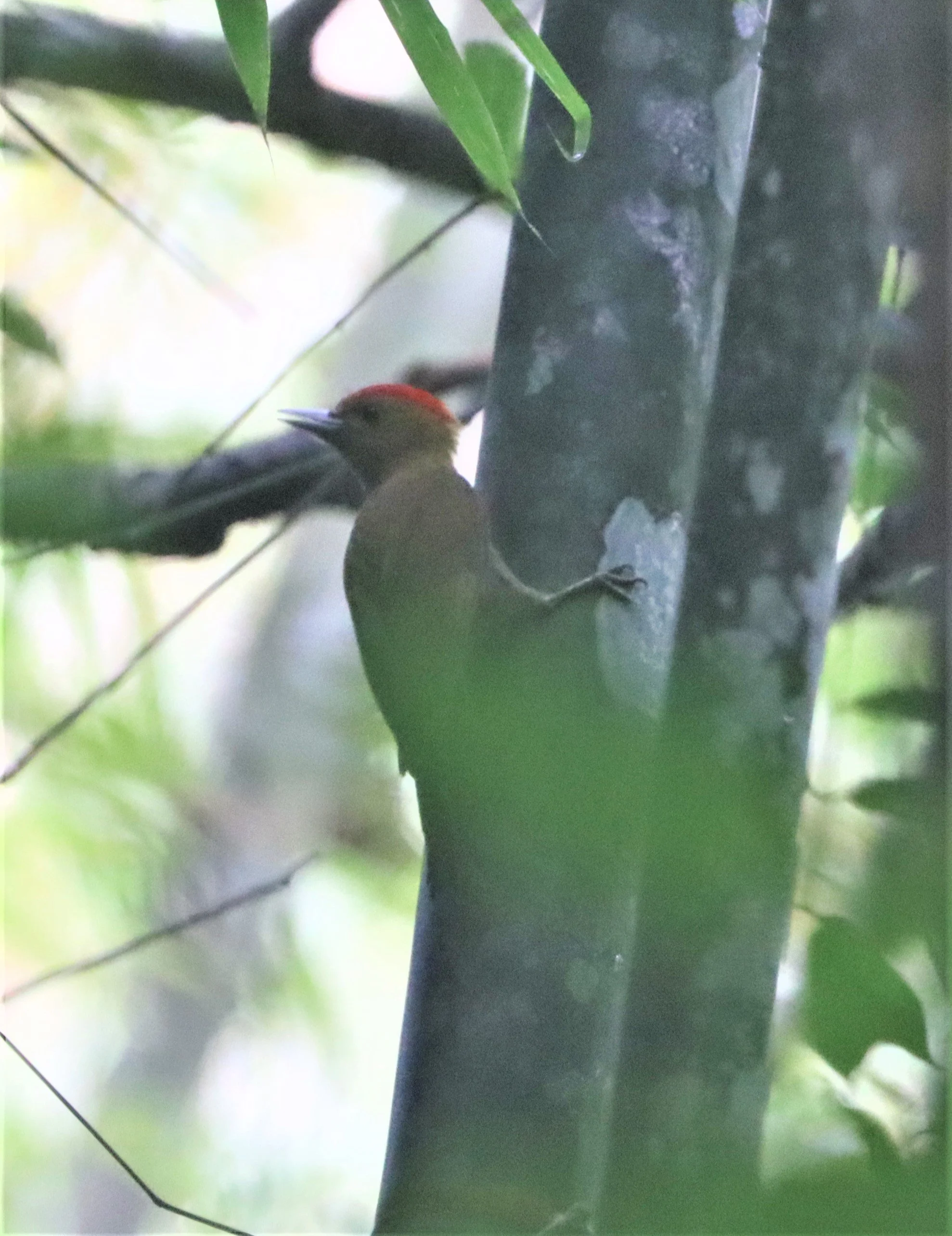 WOODPECKER - BAMBOO WOODPECKER - Gecinulus viridis - SI PHANG NGA NATIONAL PARK (3).jpg