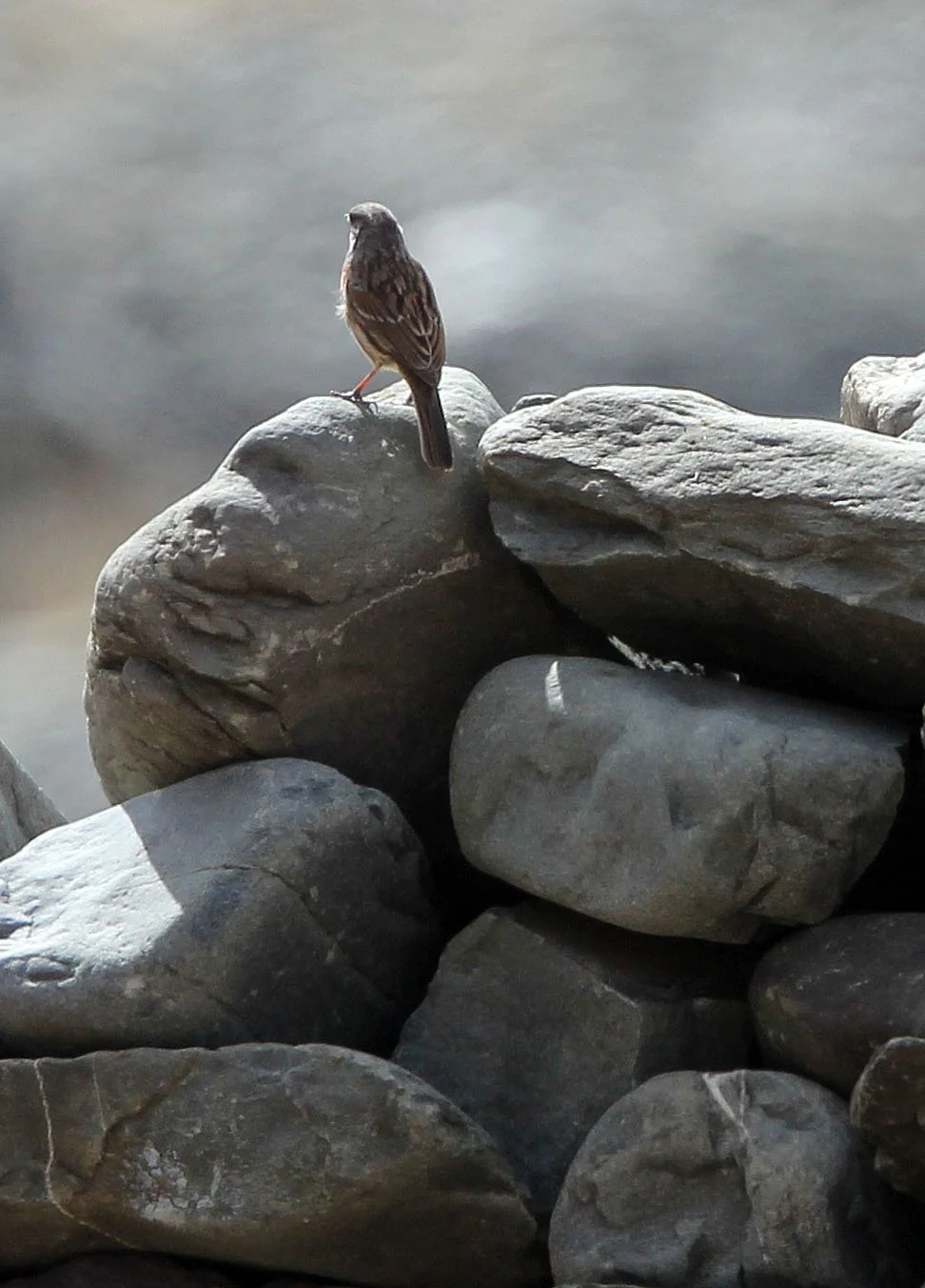 Robin Accentor (Prunella rubeculoides) Hemis NP Ladakh India (4).JPG