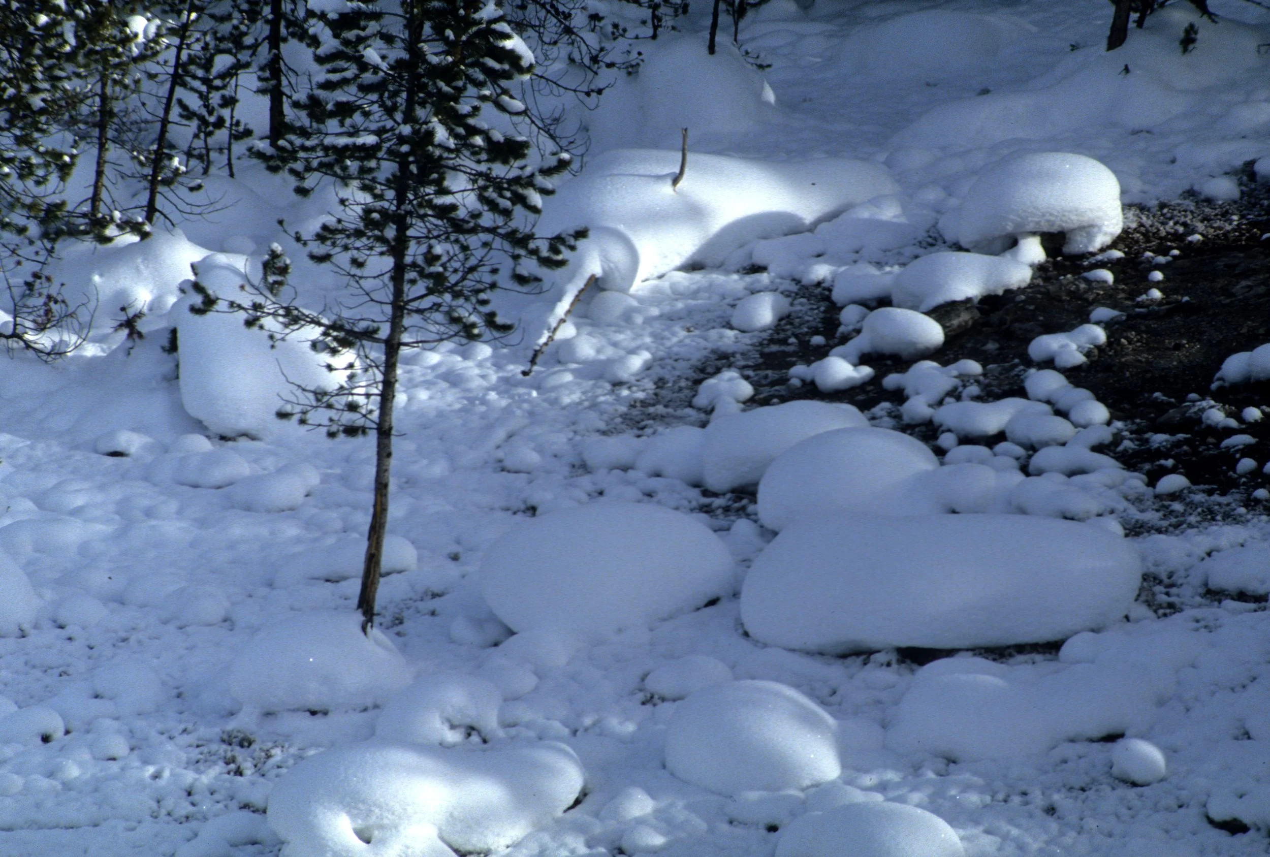 YELLOWSTONE IN WINTER S.jpg
