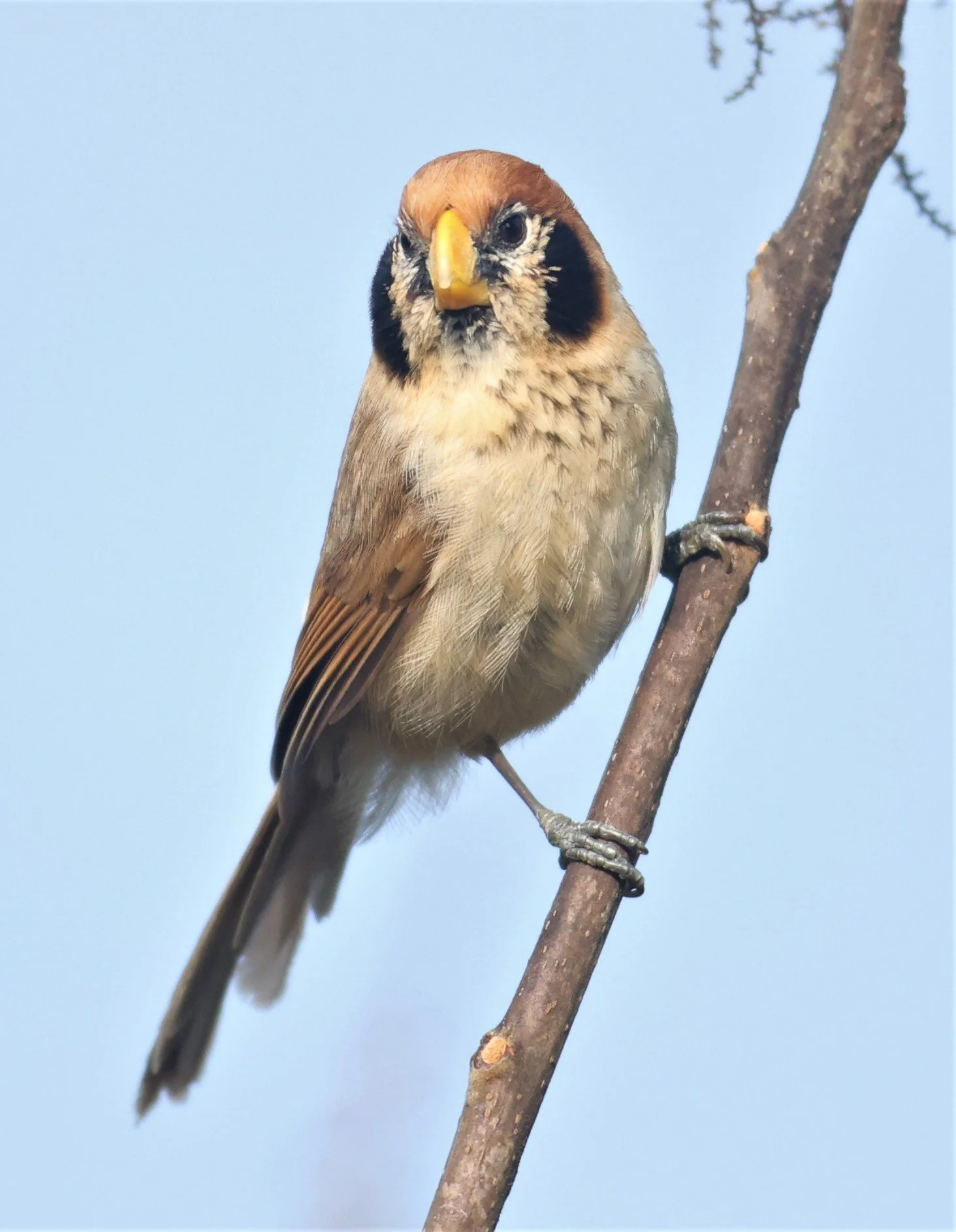 PARROTBILL - SPOT-BREASTED PARROTBILL - Paradoxornis guttaticollis - DOI SAN JU (DOI LANG WEST) FEB 2022 (8).jpg