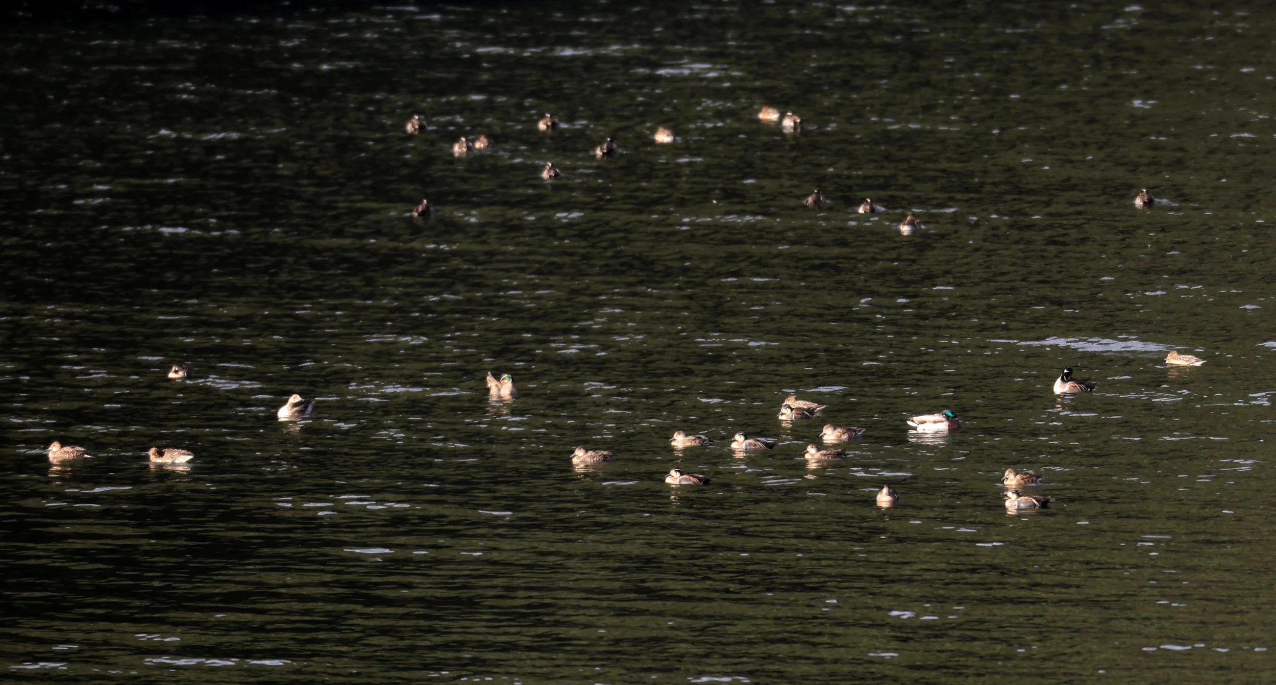 Baikal teal (Sibirionetta formosa) Takagawa Dam Lake, Kagoshima Japan (58).jpg