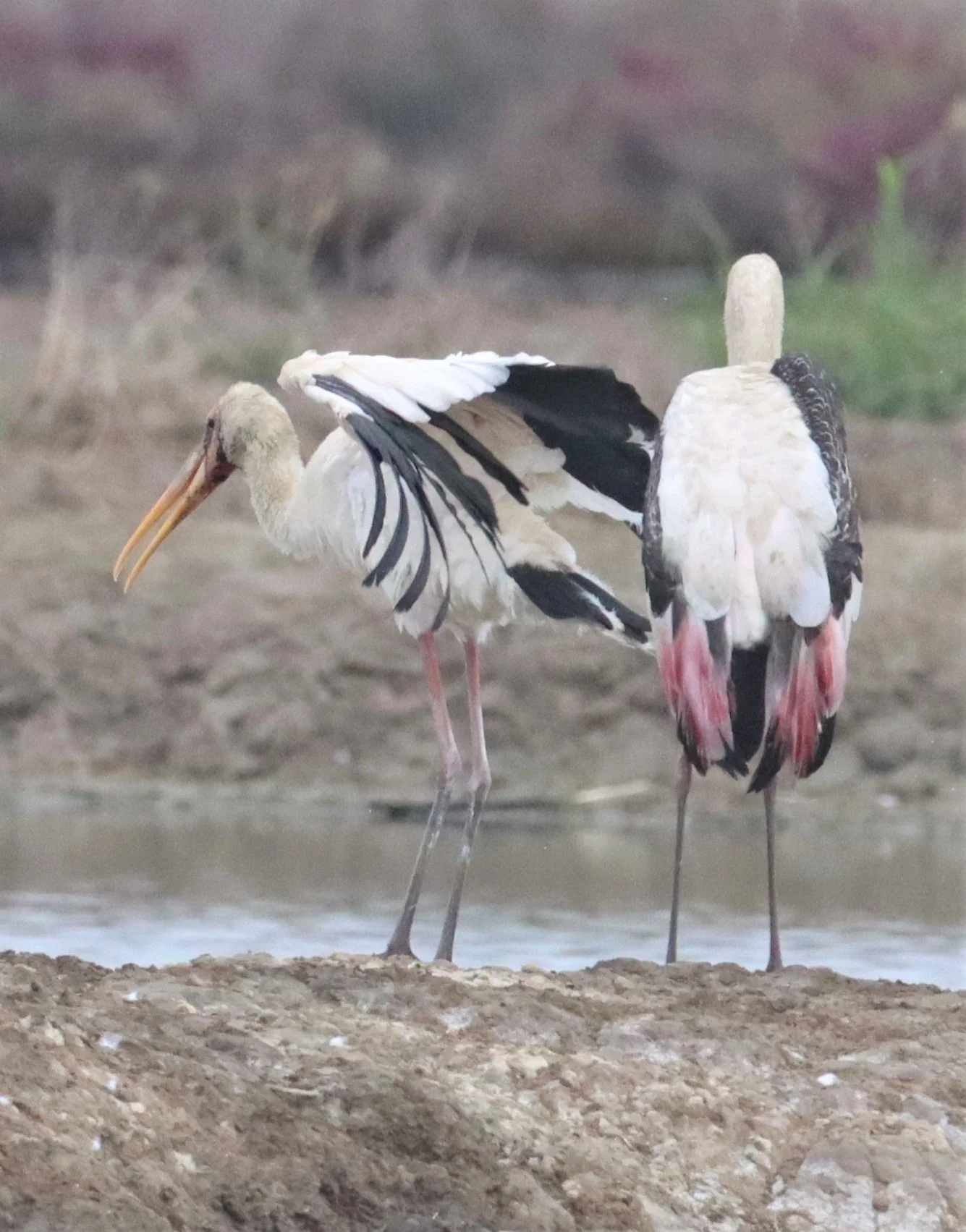 STORK - MILKY STORK - Mycteria cinerea - WITH PAINTED STORK - KHLONG TAMRU CHONBURI (2).jpg