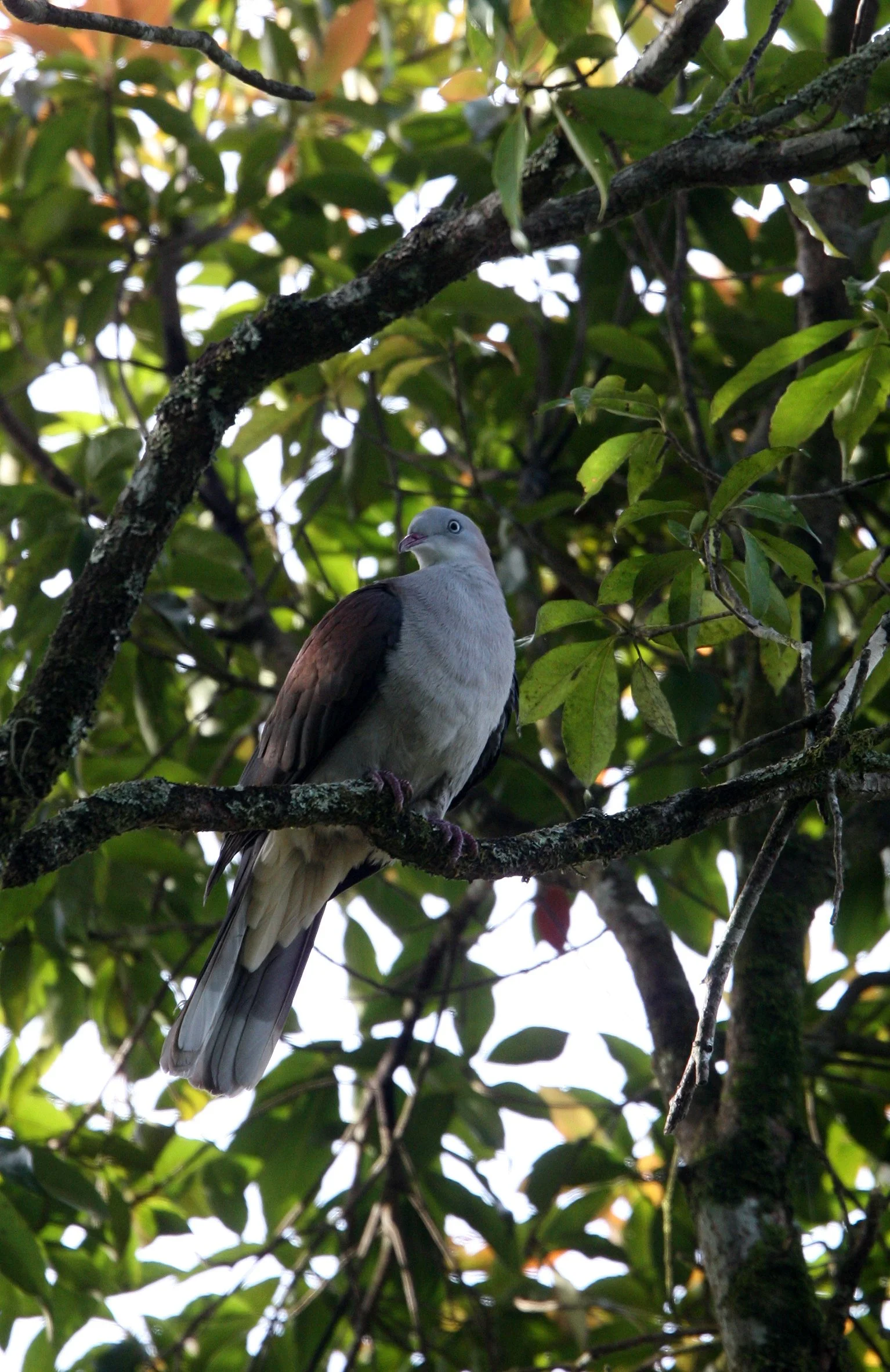 Mountain Imperial-Pigeon (Ducula badia) Kaeng Krachan Phanoen Thung (8).JPG