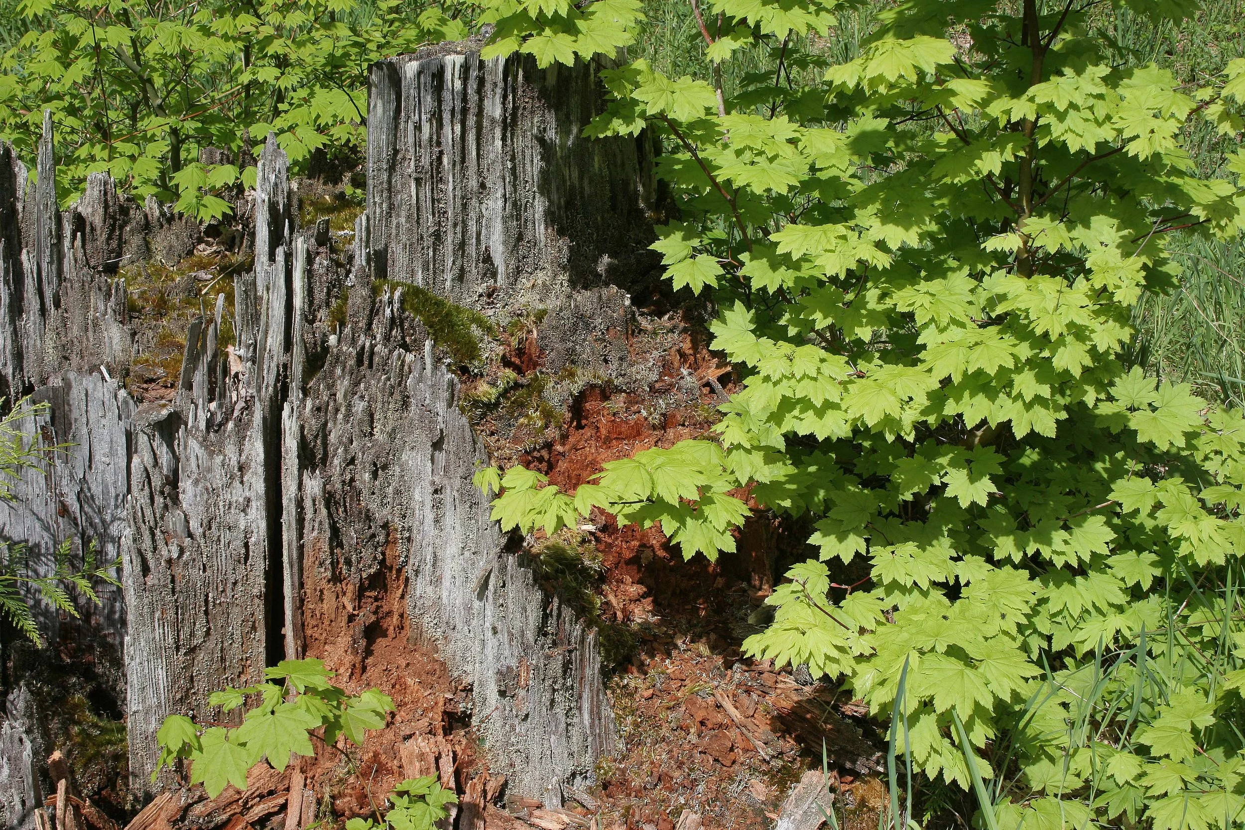 ACERACEAE - ACER CIRCINATUM - VINE MAPLE - ELWHA VALLEY.jpg