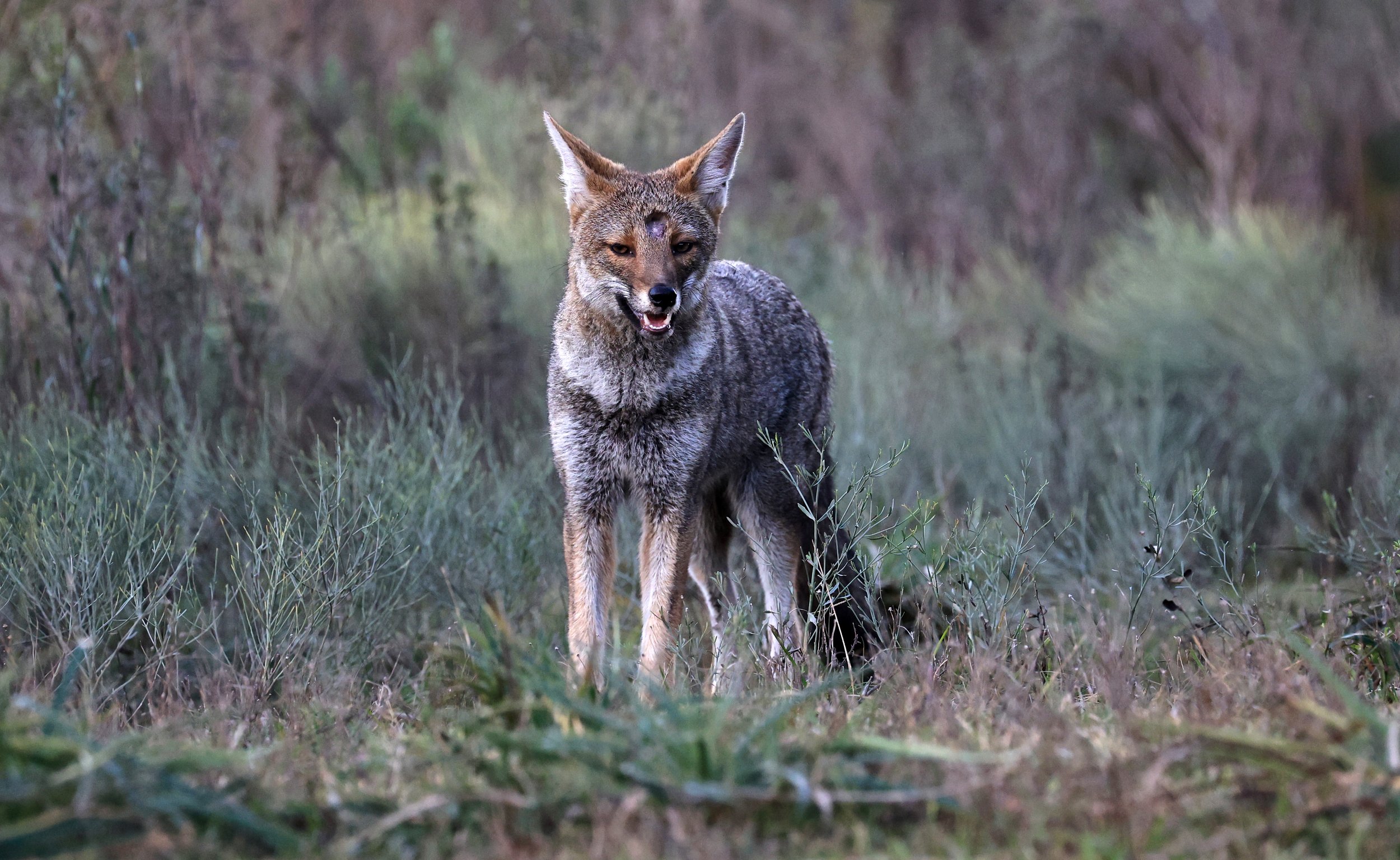 Pampas Fox (Lycalopex gymnocercus) El Palmar National Park, Entre Rios, Argentina (46).jpg