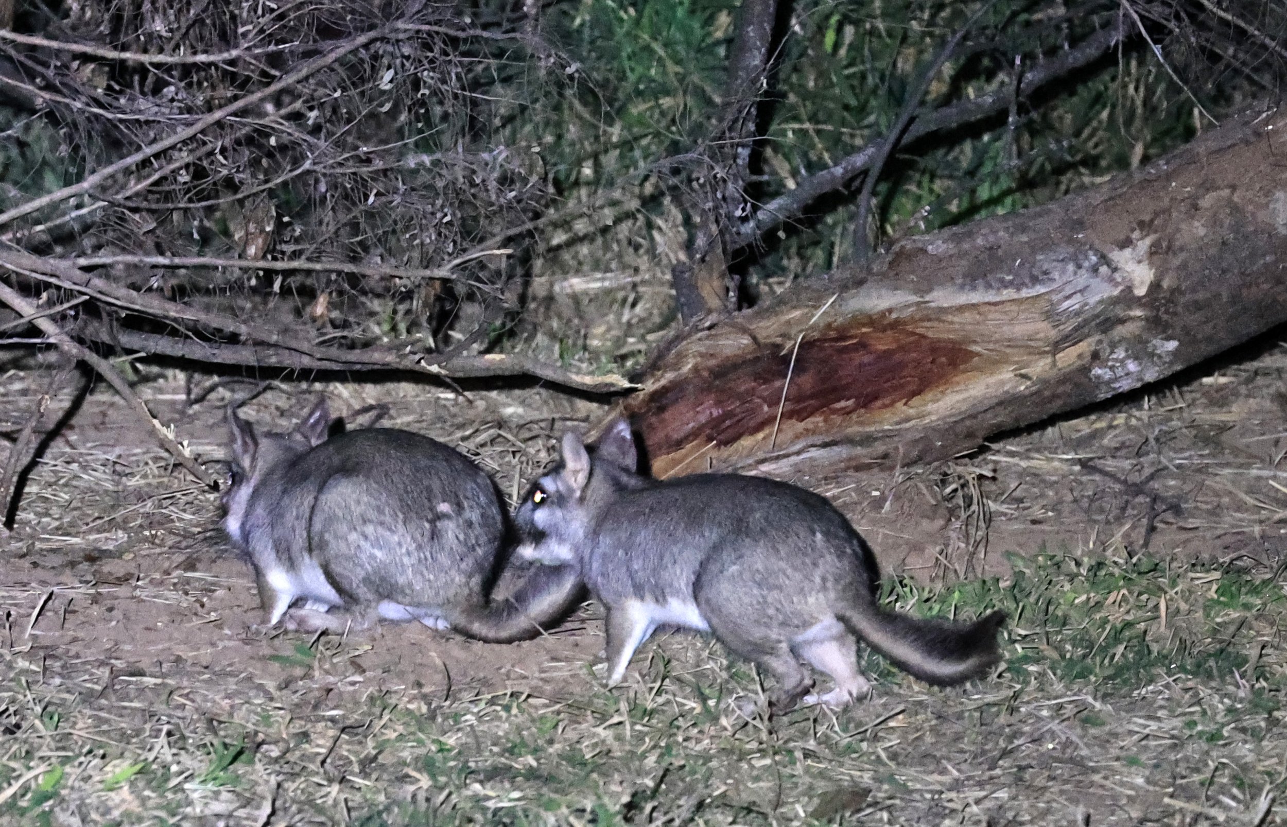 Plains Vizcacha (Lagostomus maximus) Reserva Natural Canada el Carmen, Paraguay  (9).jpg