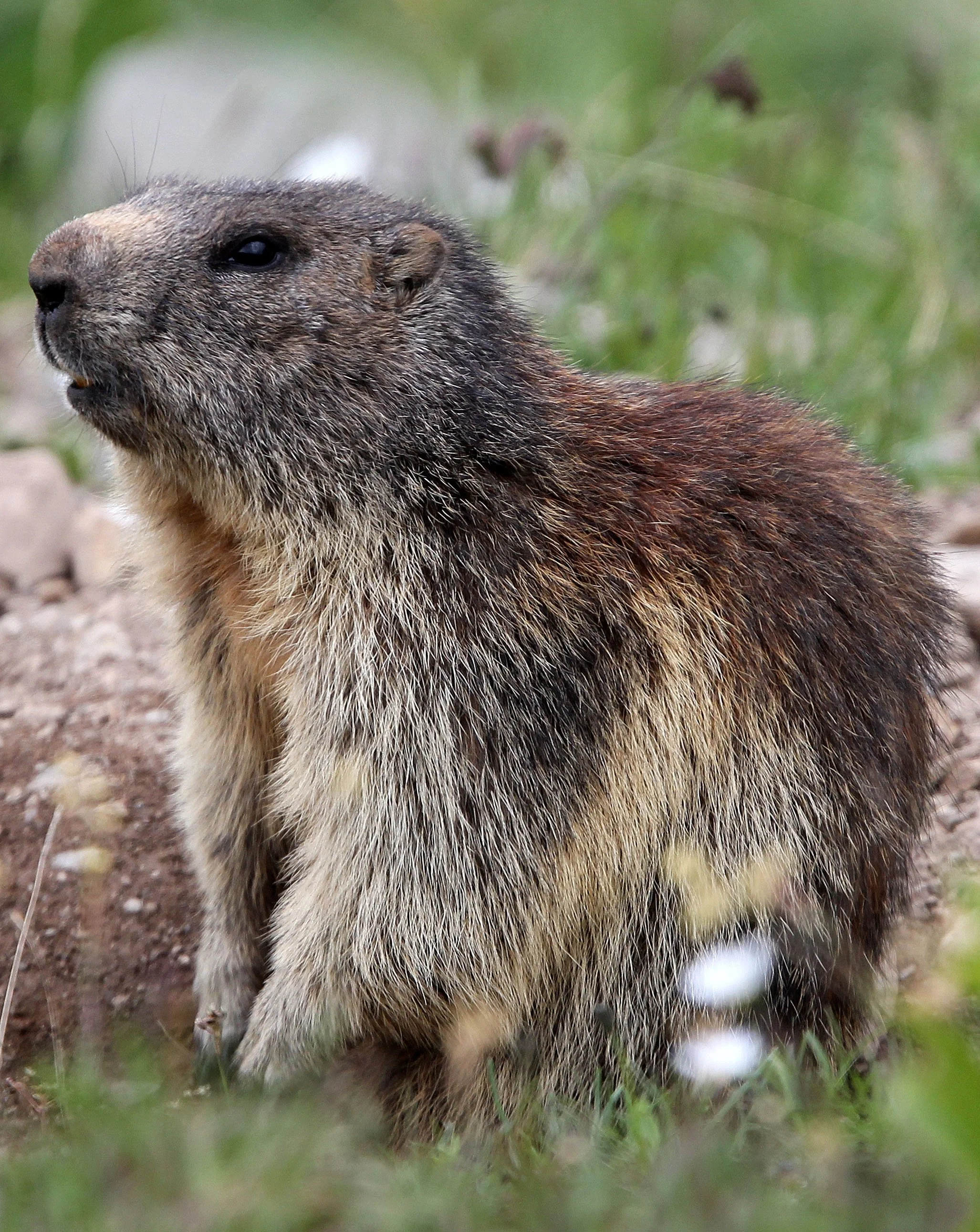 Marmota marmota - ALPINE MARMOT - STELVIO NATIONAL PARK ITALY (52).JPG