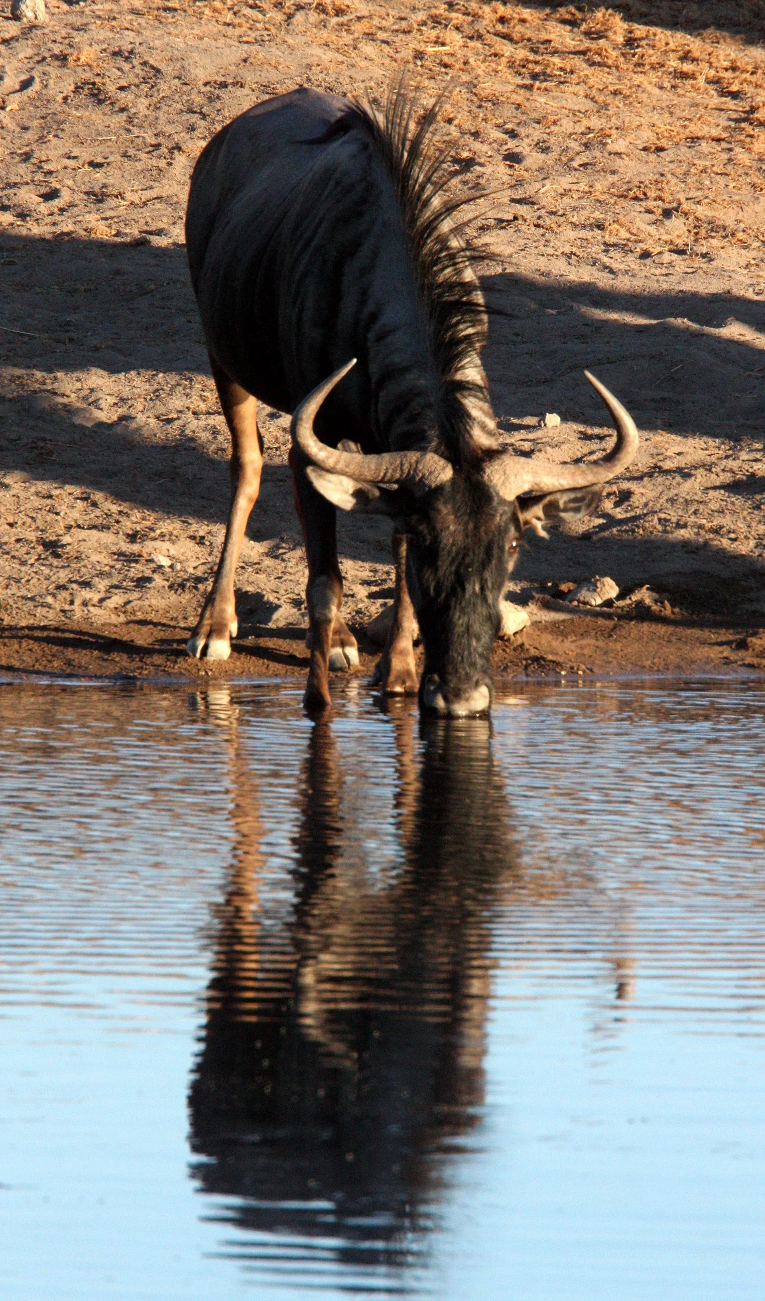 WILDEBEEST - BLUE WILDEBEEST - Connochaetes taurinus - ETOSHA NATIONAL PARK NAMIBIA (7).JPG