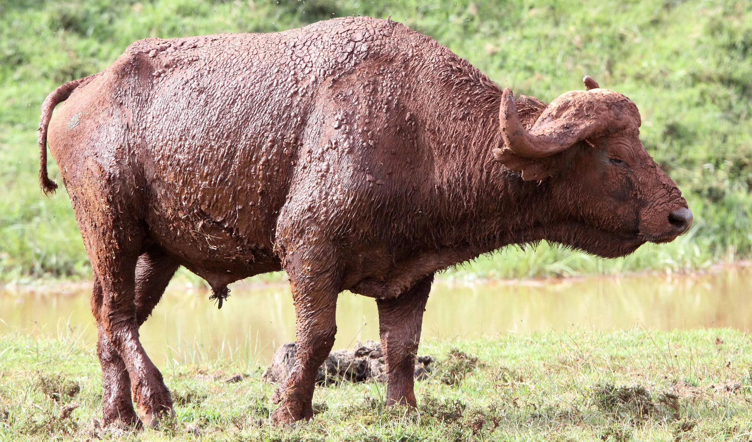 BUFFALO - CAPE BUFFALO - Syncerus caffer - ABERDERES NATIONAL PARK KENYA (5).JPG