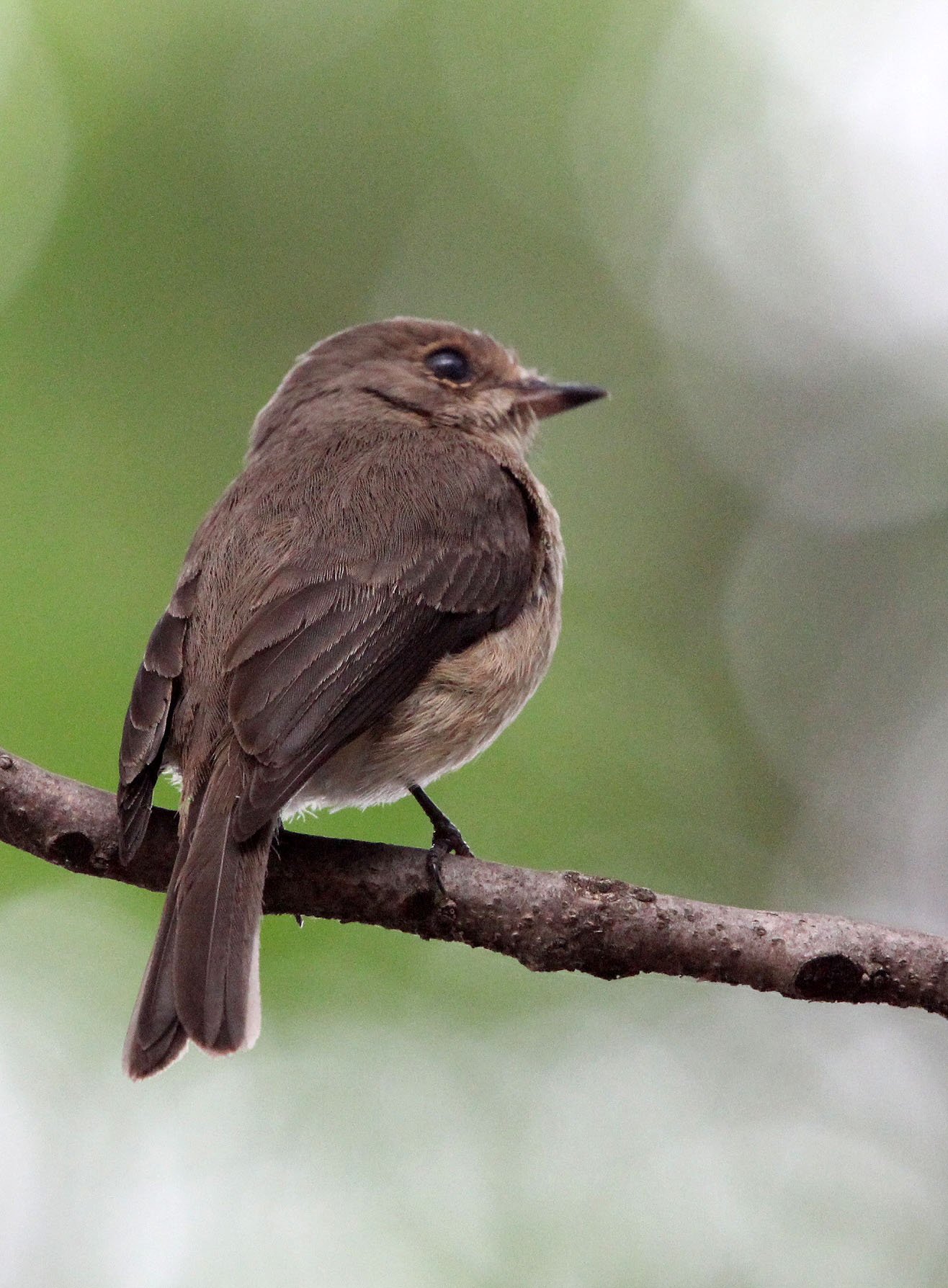 BIRD - FLYCATCHER - AFRICAN DUSKY FLYCATCHER - ZIWAY LAKE ETHIOPIA (5).JPG