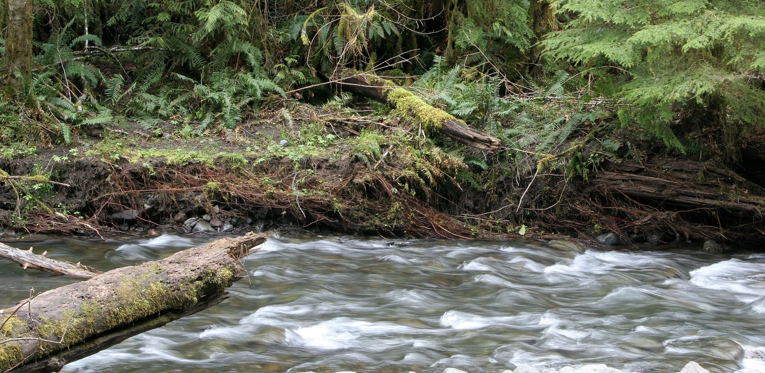 BARNES CREEK AND SURROUNDING FOREST (9).JPG