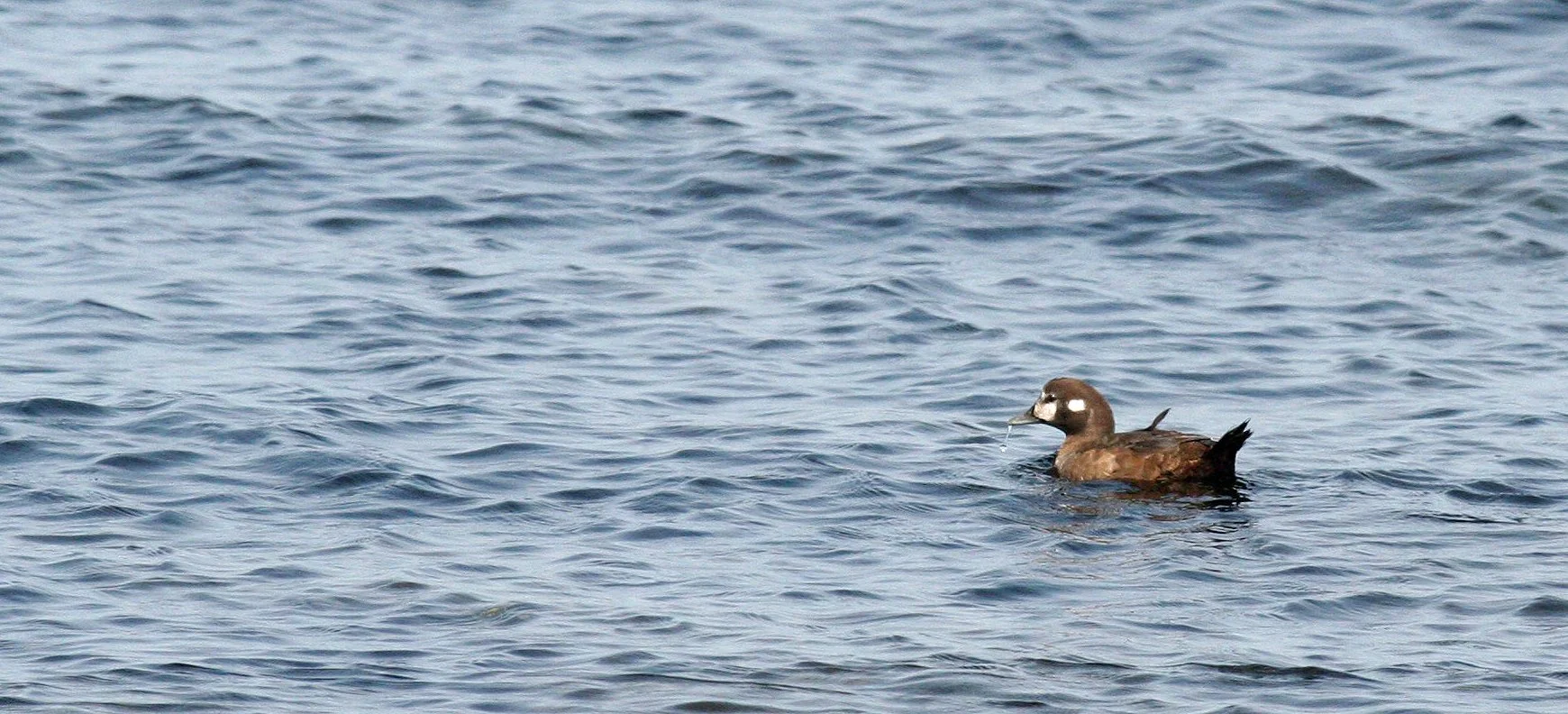 GOLDENEYE - COMMON GOLDENEYE - Bucephala clangula - MOUTH OF ELWHA OLYMPIC PENINSULA - SOM'S (5).JPG