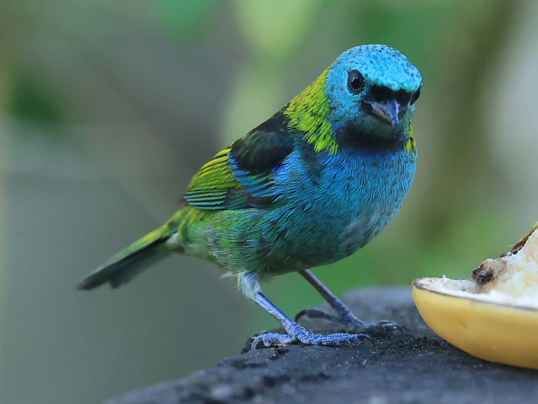 Green-headed Tanager (Tangara seledon)  Superagui National Park, Brazil (239).jpg
