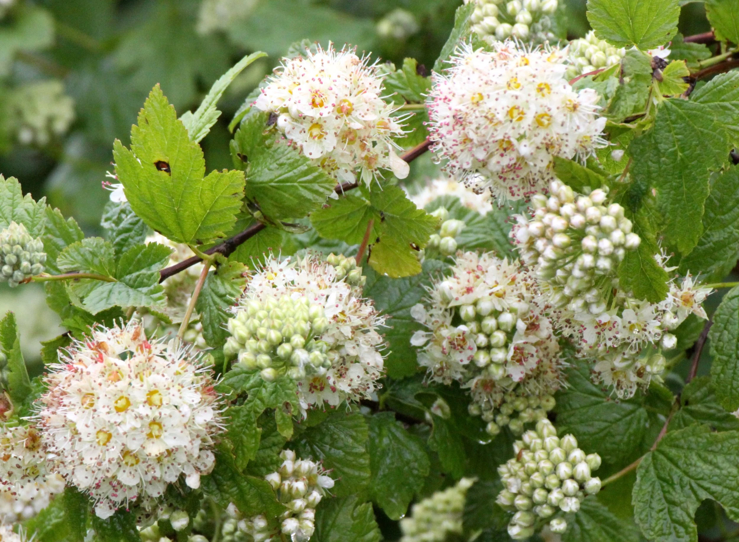 ROSACEAE - PACIFIC NINEBARK - SOMEMOS MARSH VANCOUVER ISLAND BC.JPG