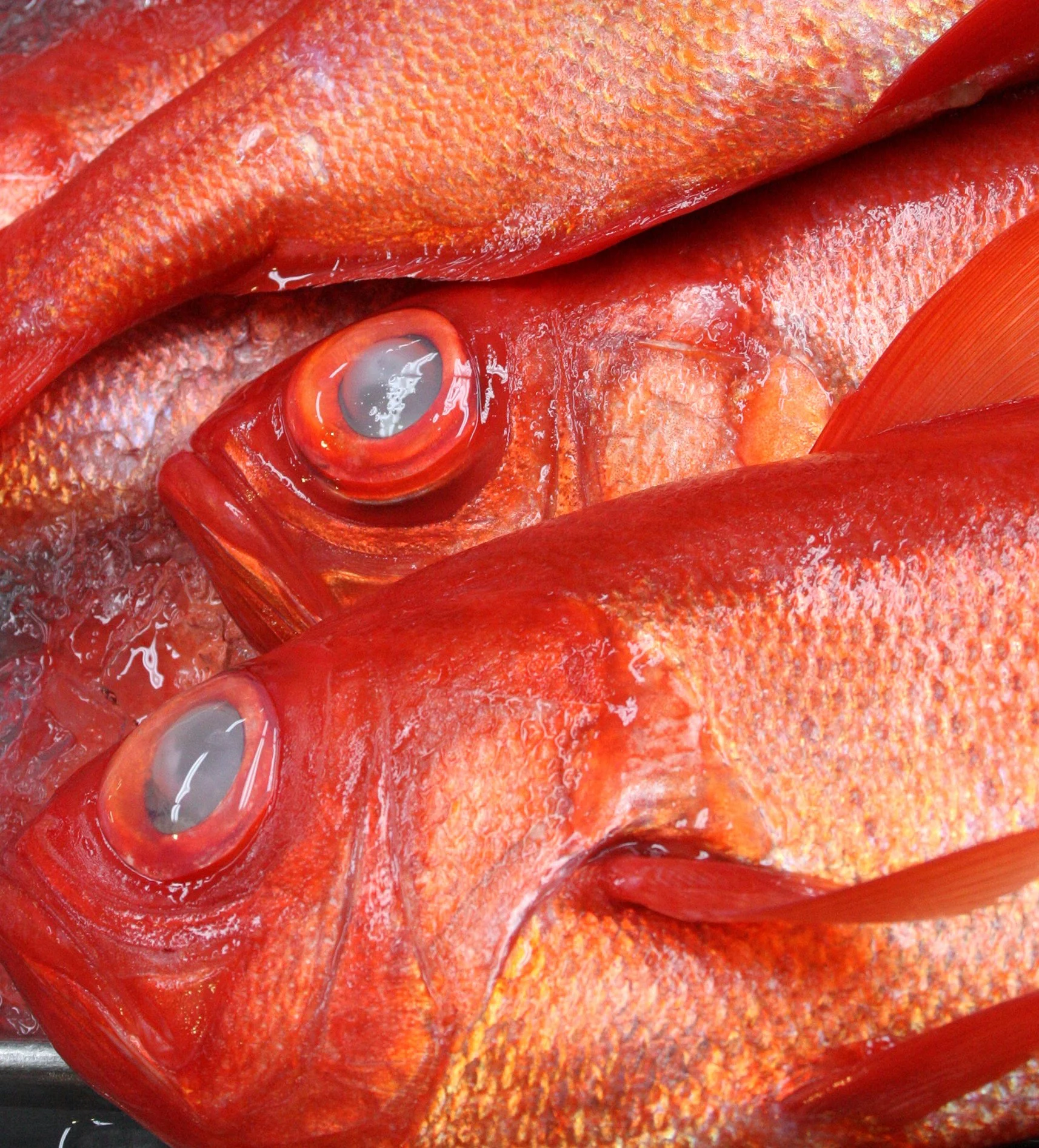 TOKYO - MAY 2009 - TSUKIJI MARKET (11).JPG