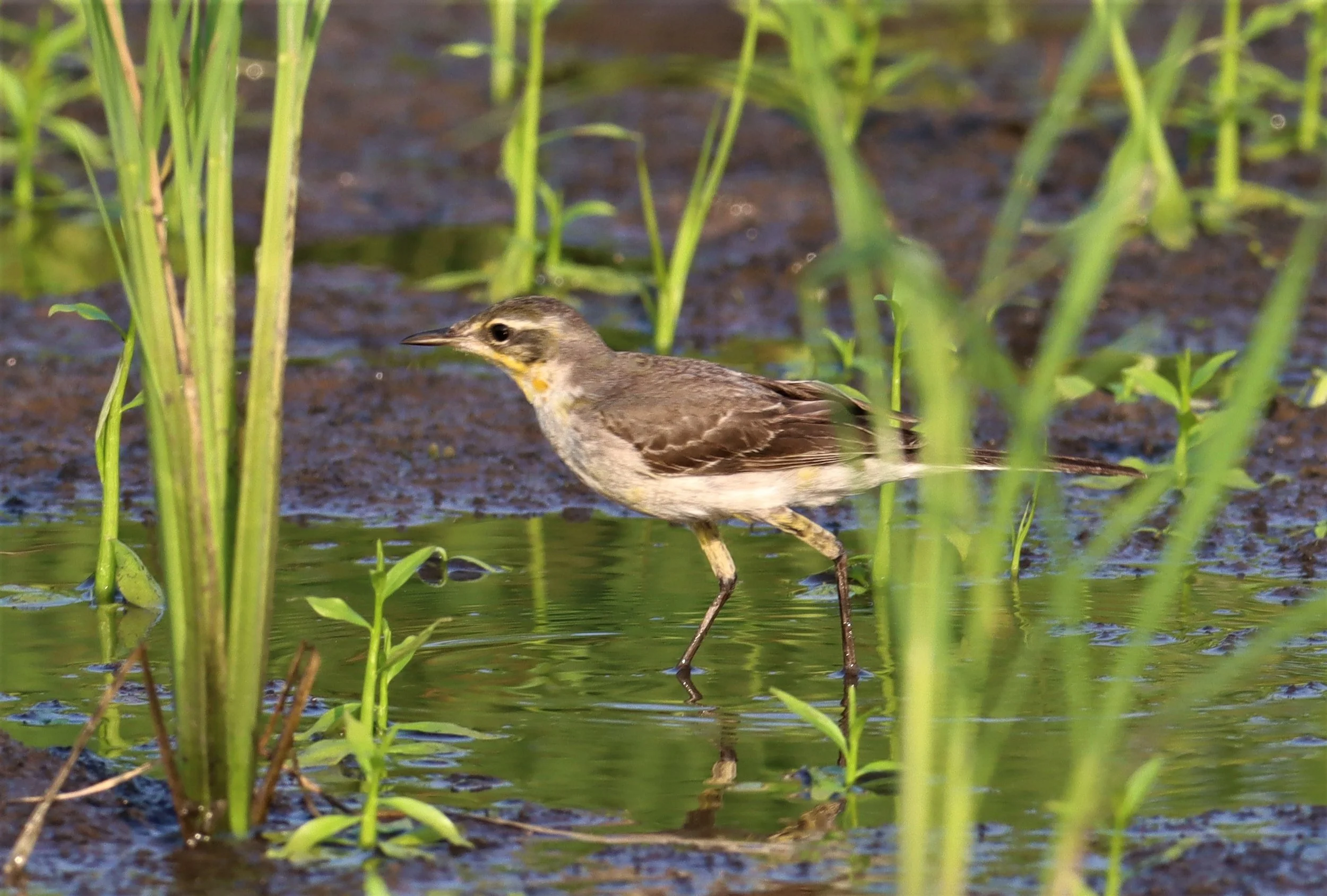 GREY WAGTAIL - Motacilla cinerea - LAT KRABANG WETLANDS NEAR BANGKOK (1).jpg