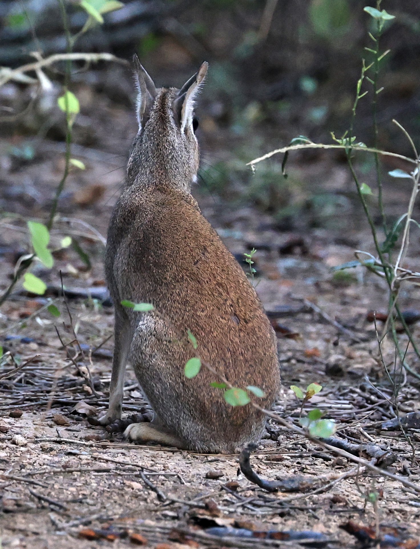 Chacoan Mara (Dolichotis salinicola) Hotel Campestre Iparoma Paraguay (1).jpg