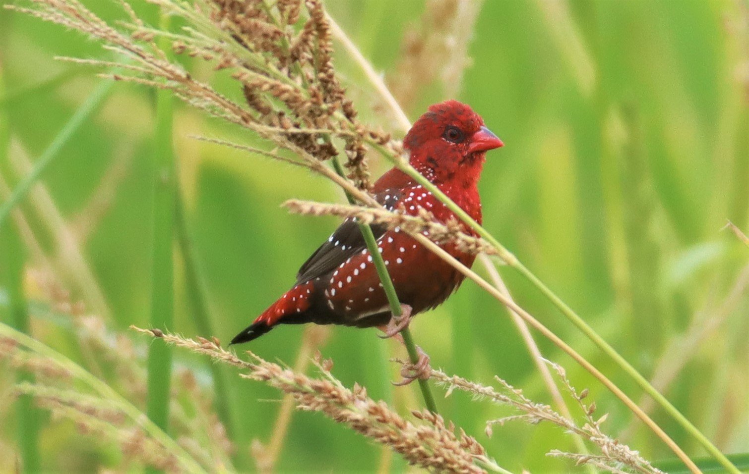 RED AVADAVAT - Amandava amandava - LAD KRABANG  THAP YAO RICE FIELDS AUGUST 14 2021 (8).jpg