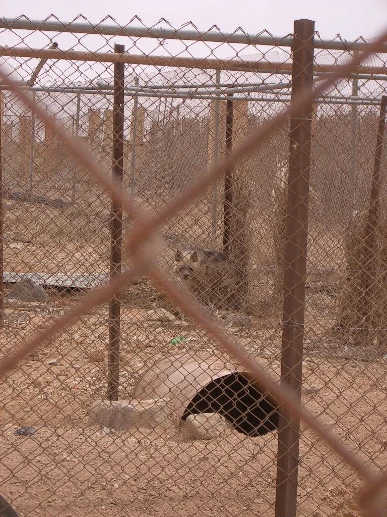 SHAUMARI CAPTIVE BREEDING CENTER (17).JPG