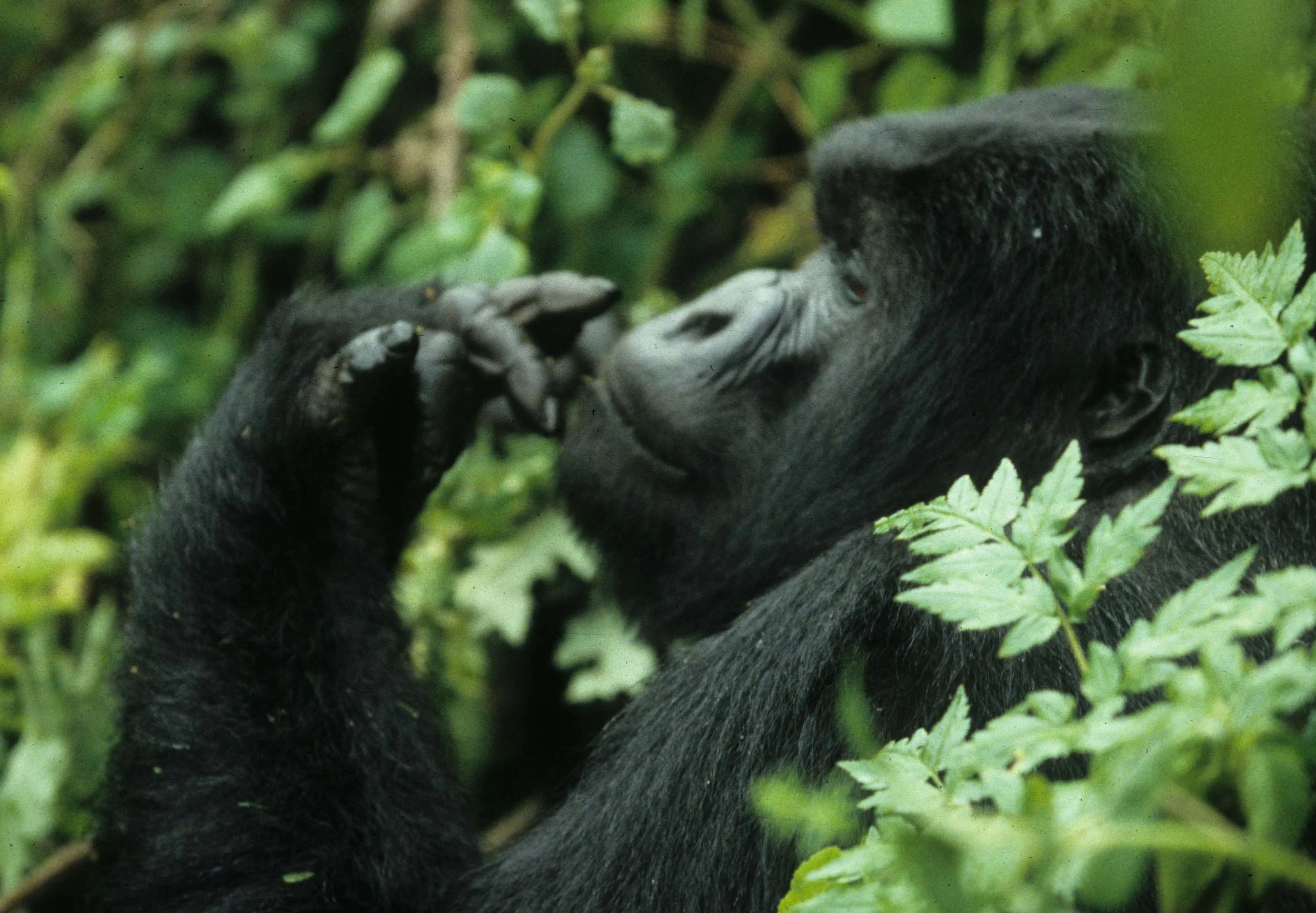 PRIMATE - GORILLA-RWANDA PARC DU VULCANS (74).jpg