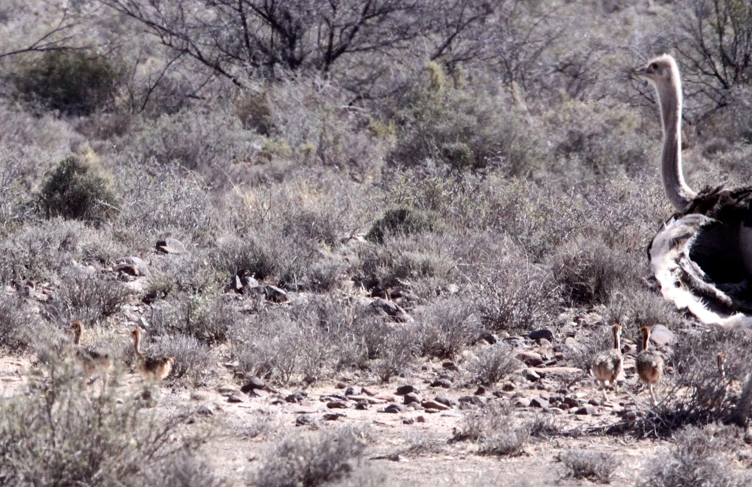 Struthio camelus australis - SOUTH AFRICAN OSTRICH - KAROO NATIONAL PARK SOUTH AFRICA (1).JPG