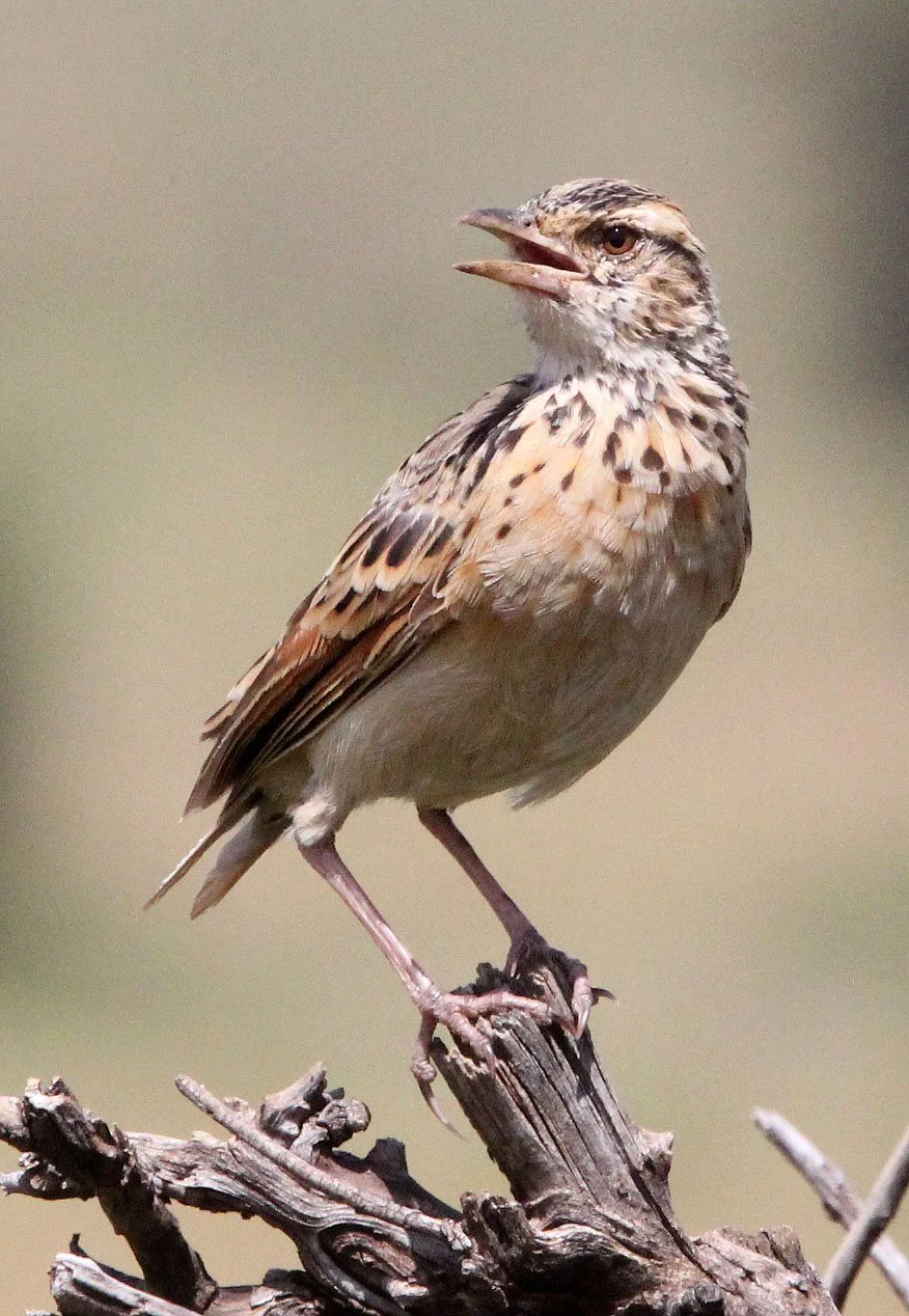 Rufous-naped Lark (Mirafra africana) Masai Mara NP Kenya (6).JPG