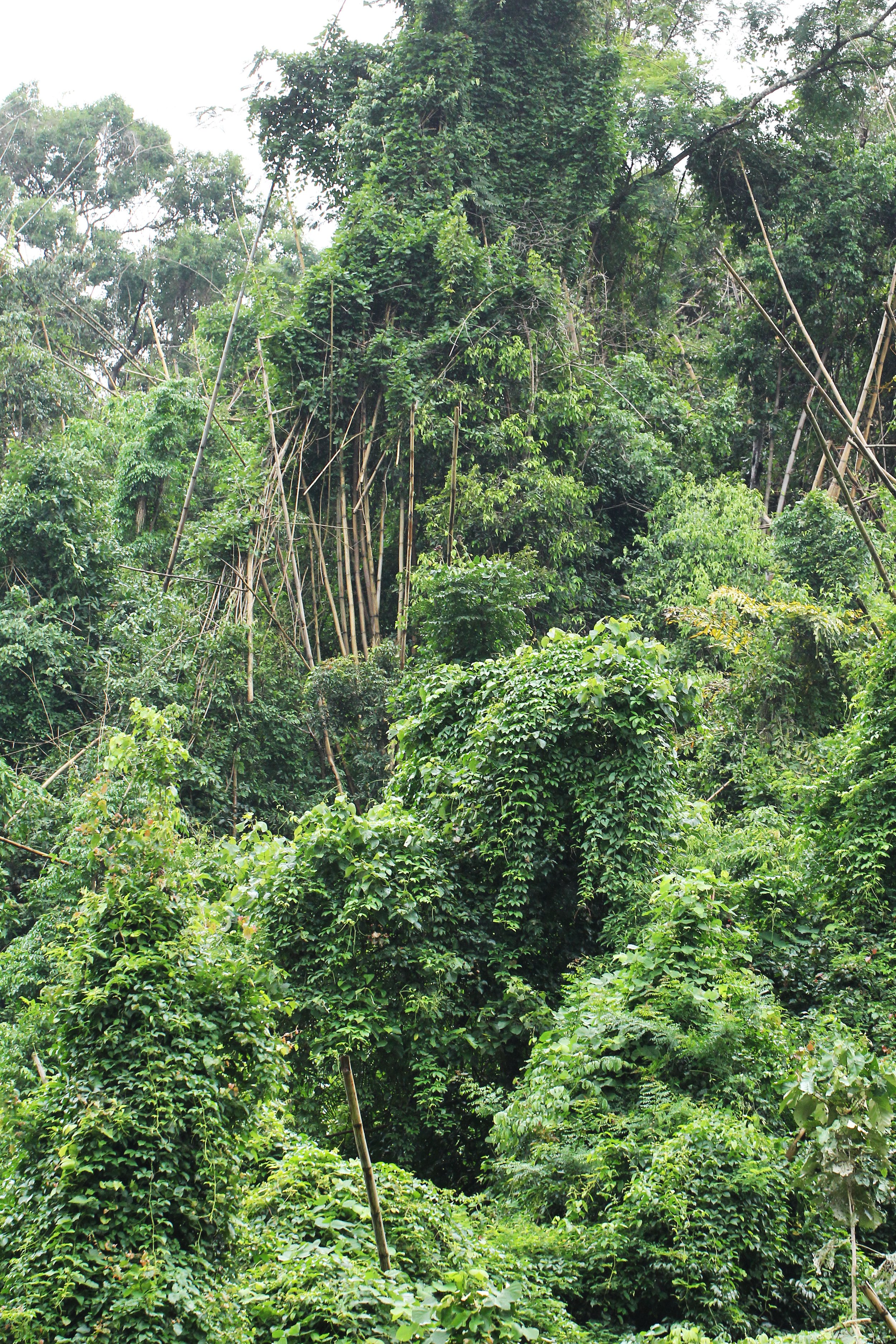 Note how this invasive vine species is literally enveloping the forest from top to bottom.  The "edge effect" iexemplified here but in a very negative and destructive way.  Every time if visit Khao Yai, the invasive vines penetrate deeper and deeper 