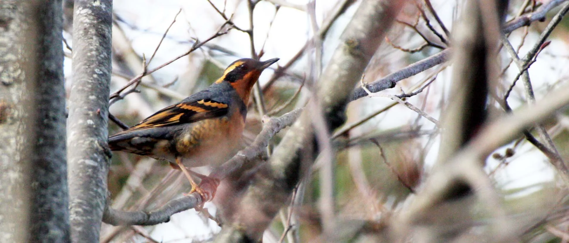 BIRD - THRUSH - VARIED THRUSH - LAKE FARM TRAILS WA (11).JPG