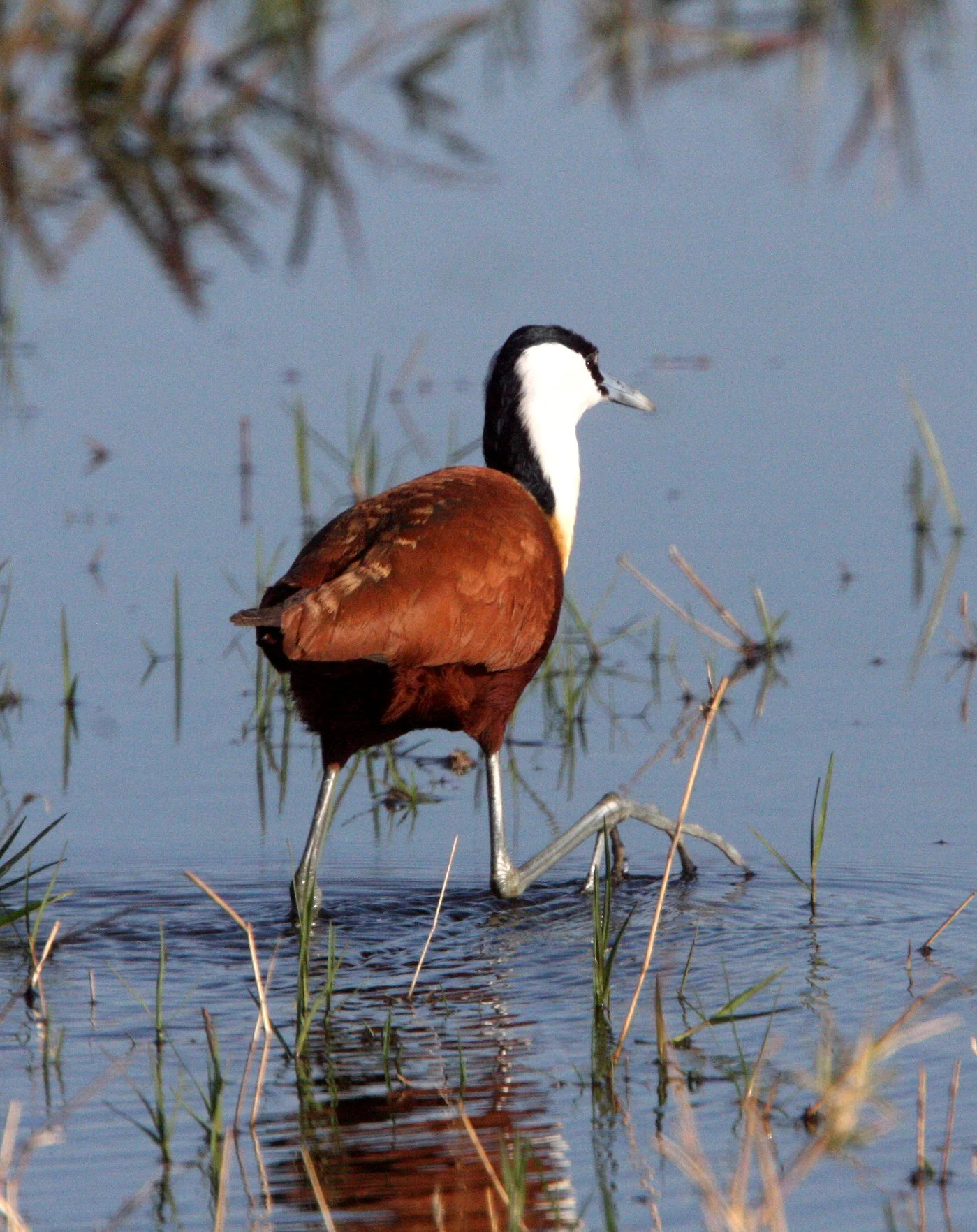 African Jacana - Actophilornis africanus - Khwai Camp Okavango Delta Botswana (19).JPG