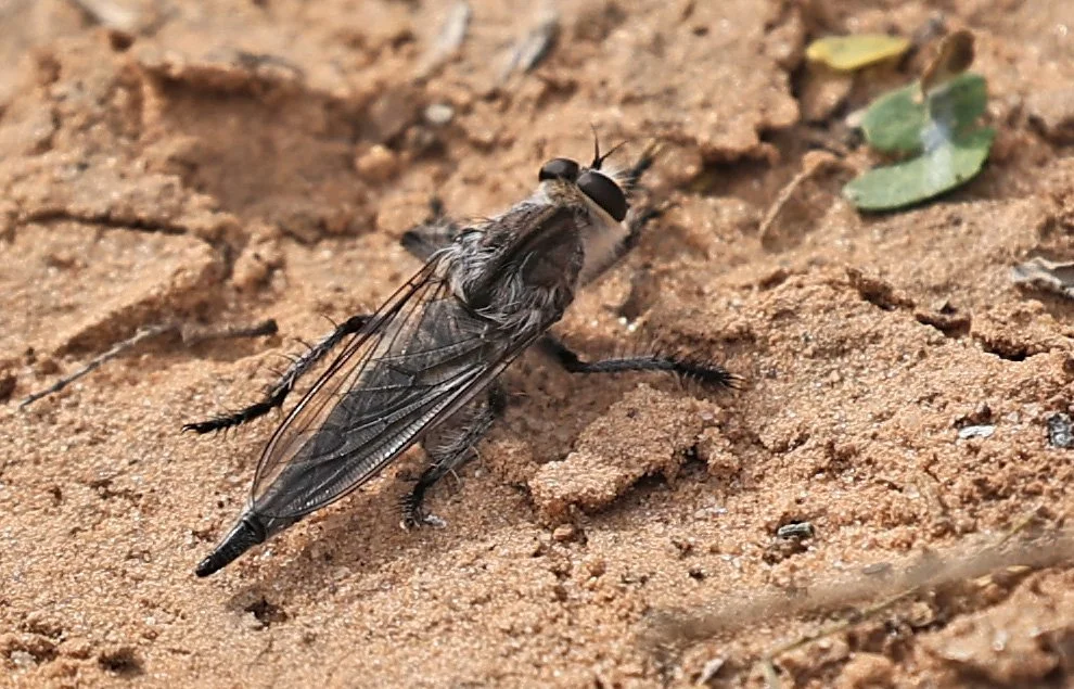 Triorla species - Asilidae - La Patria Sideroads Paraguay 