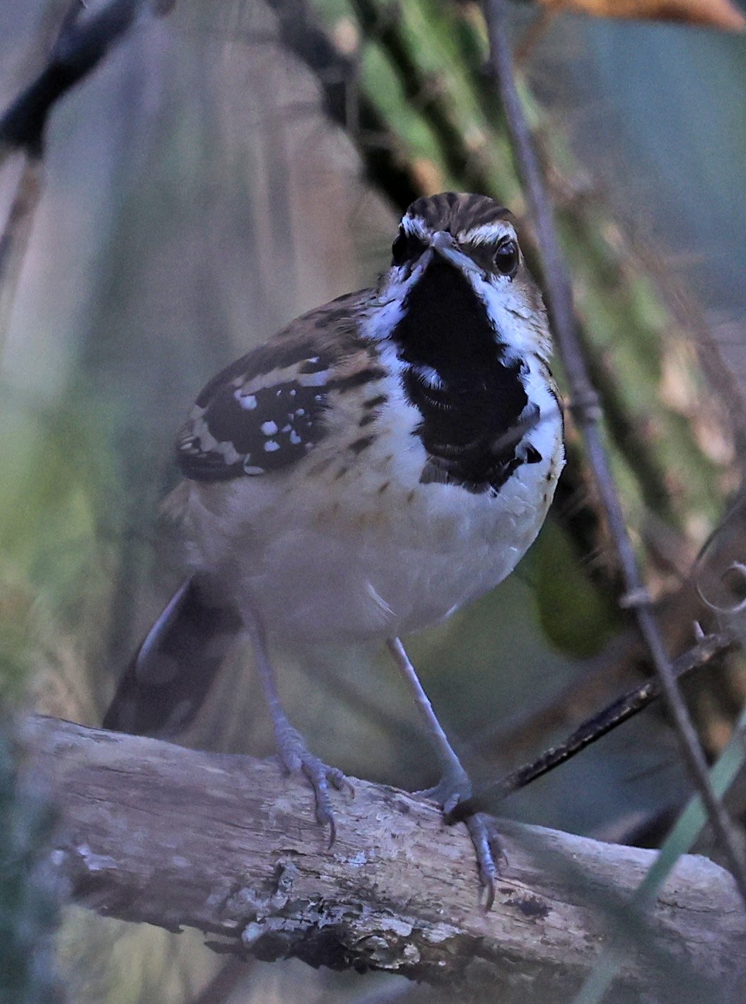 Stripe-backed Antbird (Myrmorchilus strigilatus) Agua Dulce Paraguay (2).jpg
