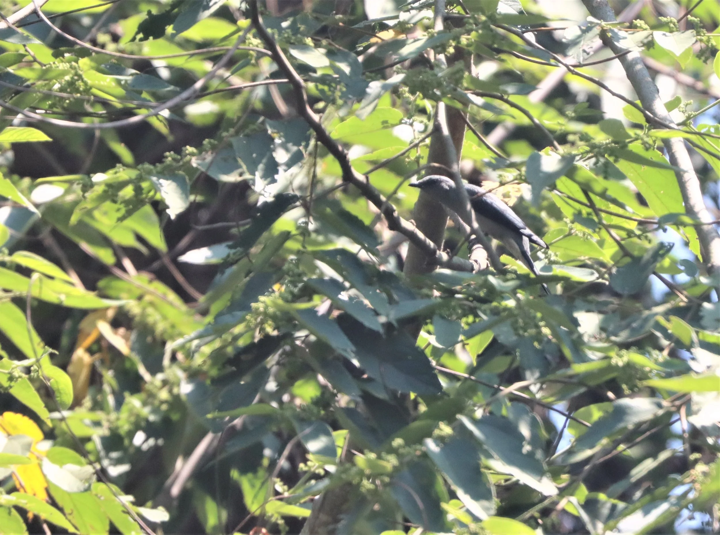 Black-winged Cuckooshrike (Coracina melaschistos) Khao Yai NP (1).jpg