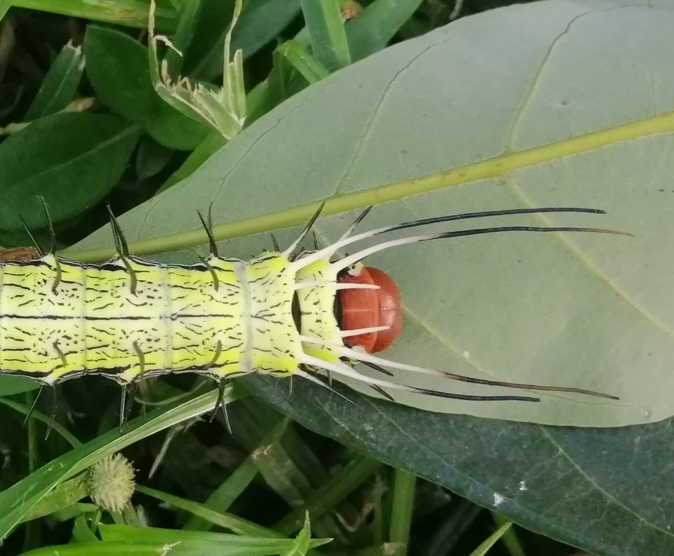 Large Dragon-tailed Caterpillar (Dudusa synopla)