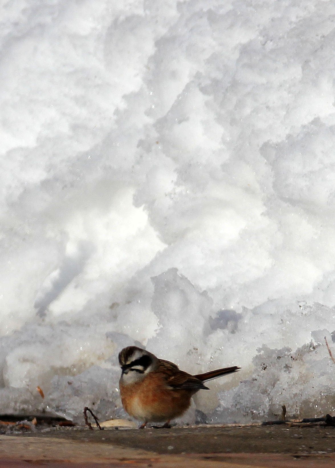 Meadow (Siberian) Bunting (Emberiza cioides) Otowabashi Tsurui Town Hokkaido (2).JPG