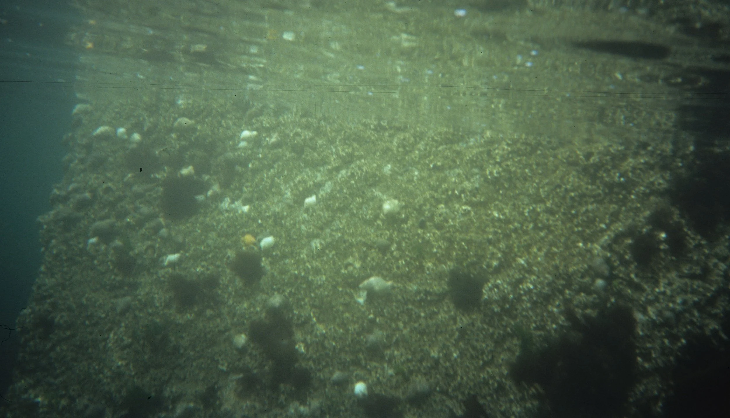 INVERTS - INTERTIDAL - INTERTIDAL ROCK COMMUNITY.jpg