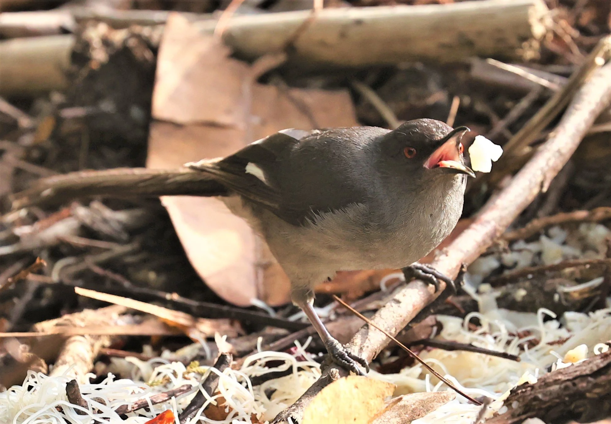 Heterophasia picaoides - LONG-TAILED SIBIA - FRASER'S HILL, MALAYSIA JUNE 2022 (9).jpg