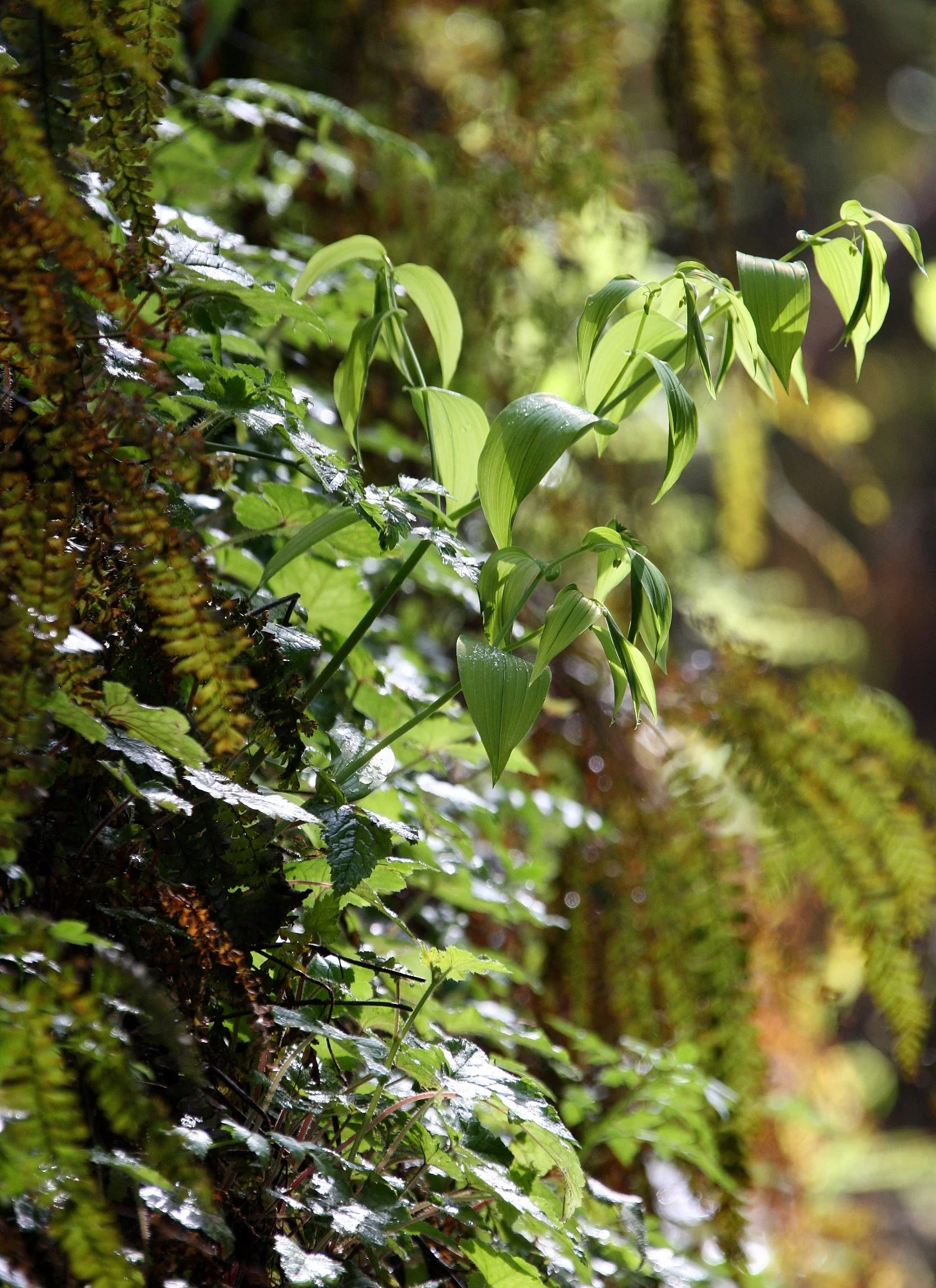 PRAIRIE CREEK STATE PARK CALIFORNIA - FERN CANYON (10).JPG
