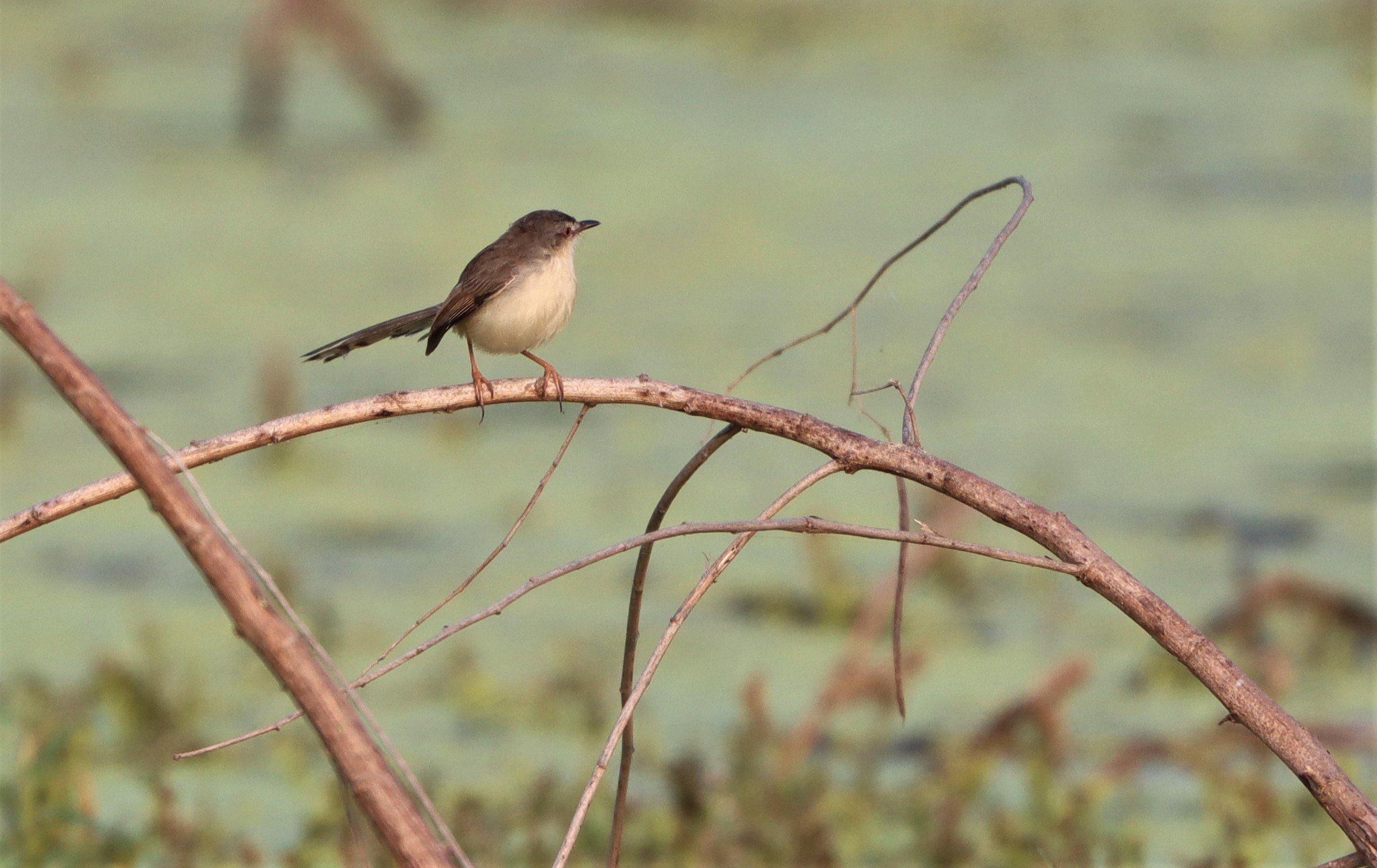 PRINIA - PLAIN PRINIA - Prinia inornata - LAT KRABANG WETLANDS NEAR BKK.jpg