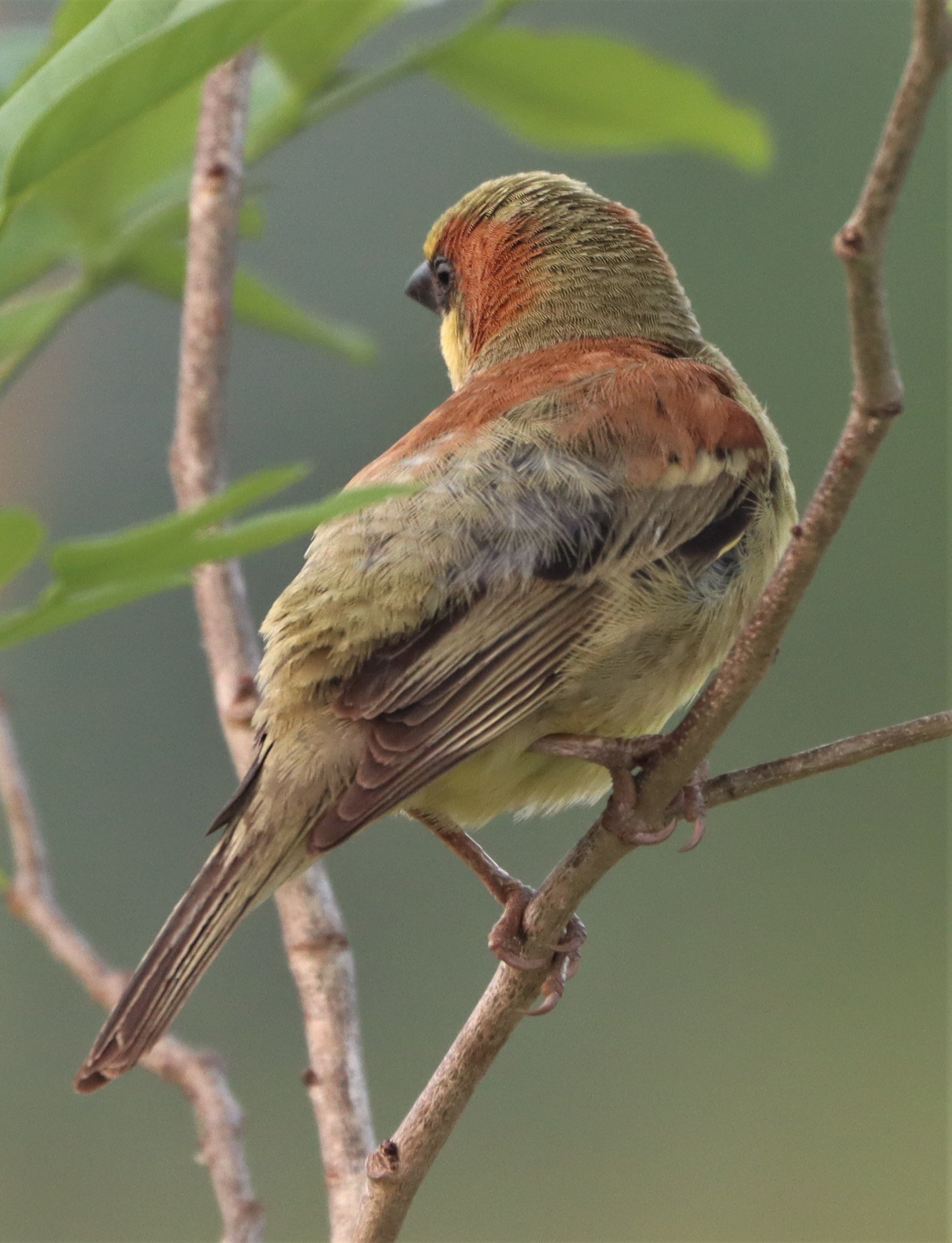 Plain-backed Sparrow (Passer flaveolus) Kabin Buri Wetlands Thailand (10).jpg