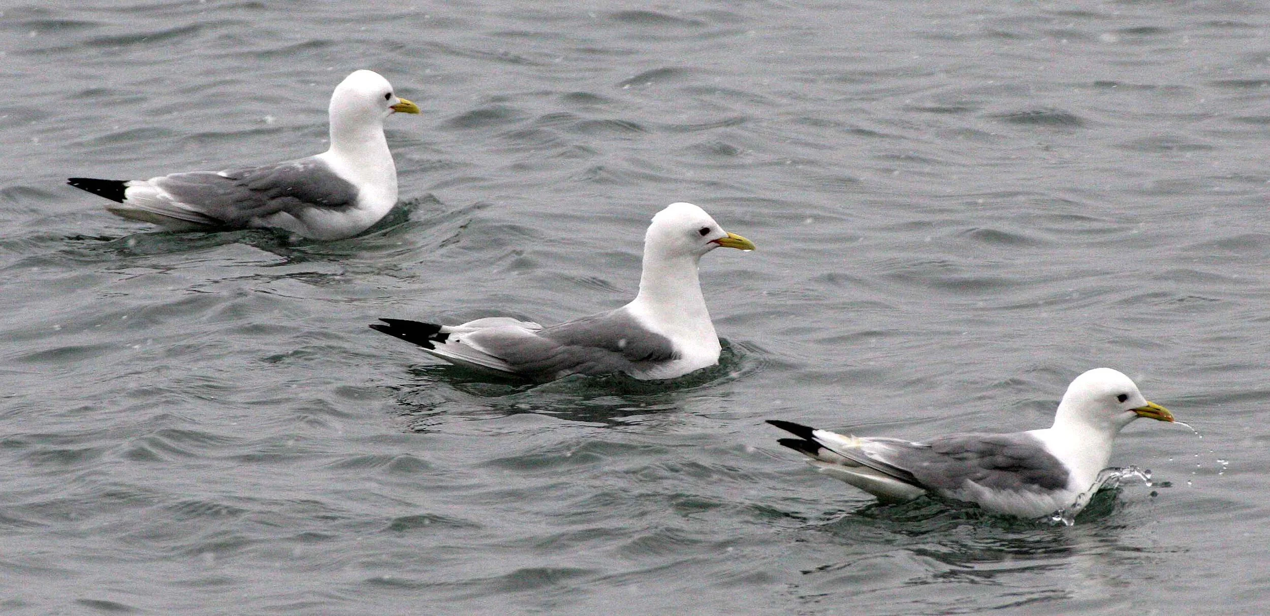 BIRD - KITTIWAKE - BLACK-LEGGED - SVALBARD (14).jpg