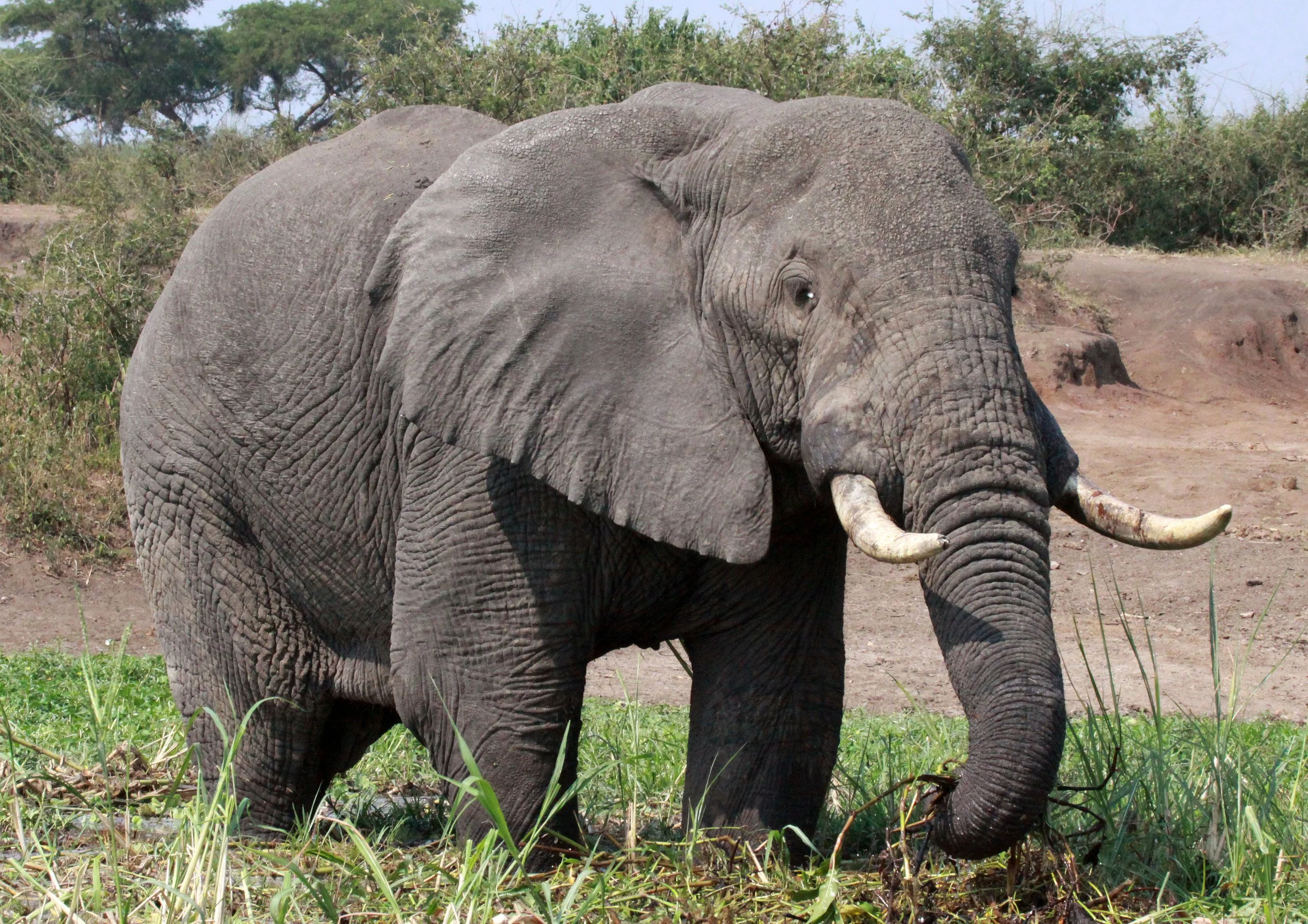 ELEPHANT - QUEEN ELIZABETH NATIONAL PARK UGANDA (28).JPG