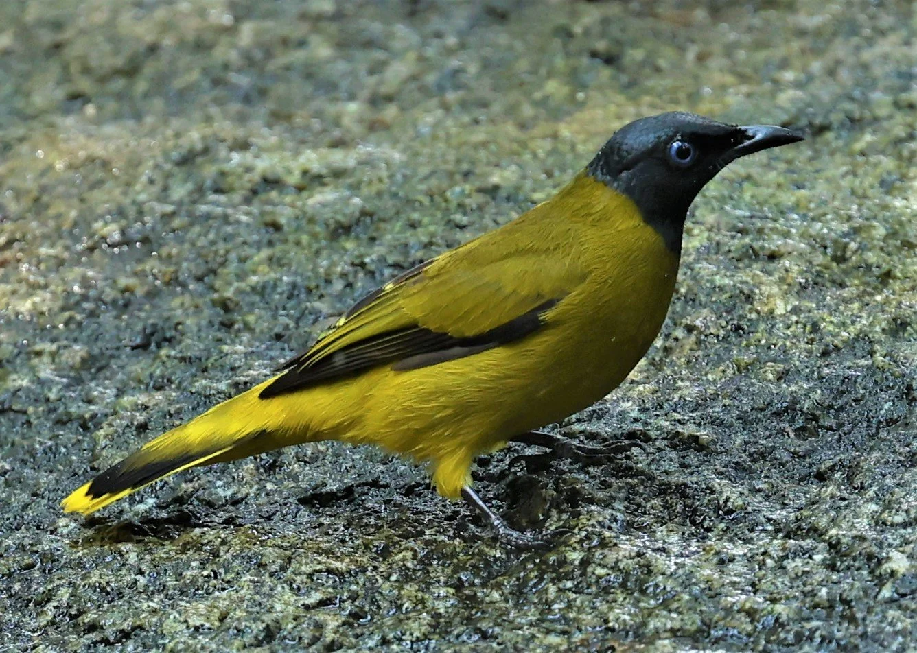 BULBUL - BLACK HEADED BULBUL - Pycnonotus atriceps - WAT THAM PRATHUM CHONBURI JAN 30 2022 (23).jpg