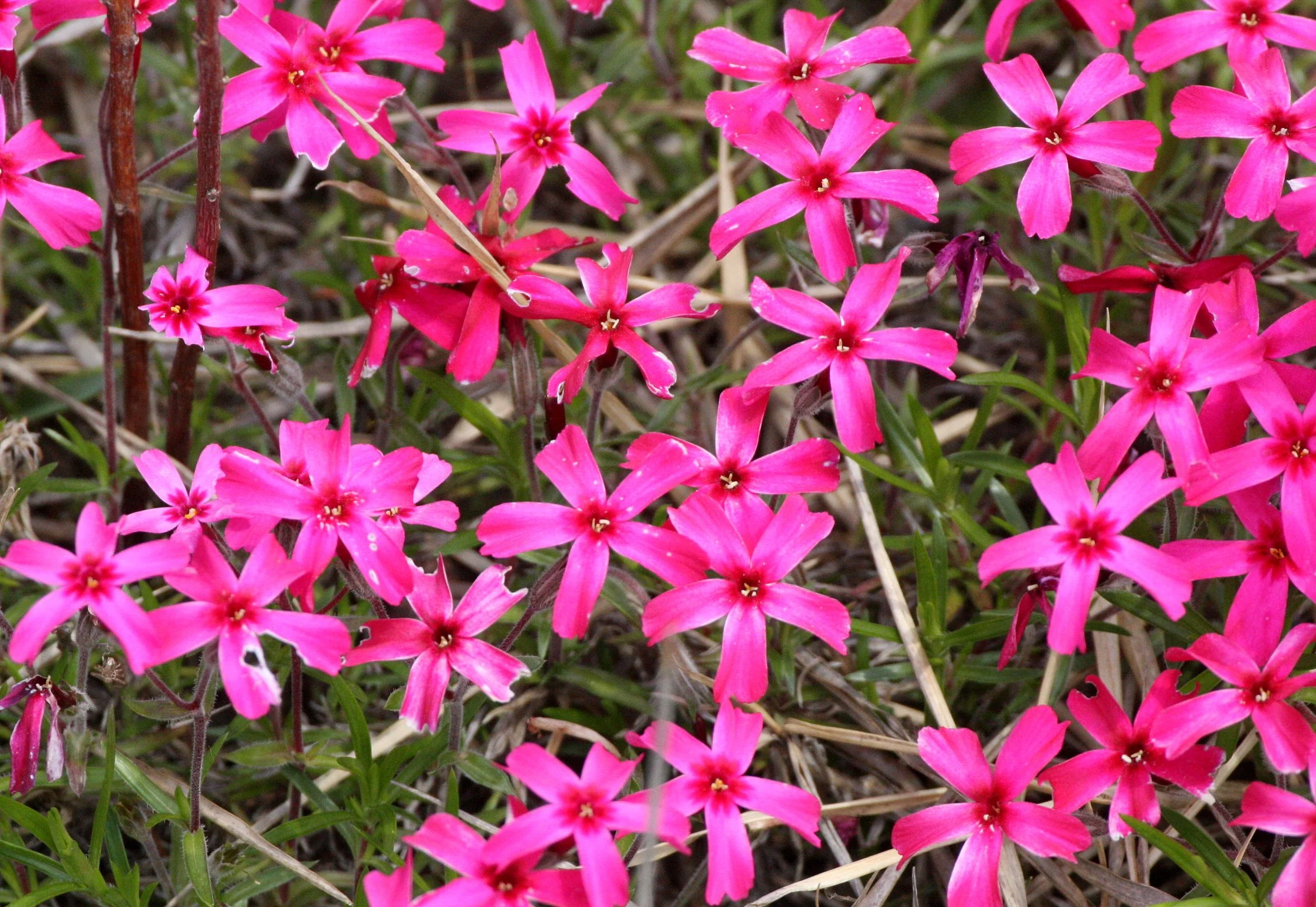 PLANT SPECIES - SHIMOKITA PENINSULA JAPAN (3).JPG