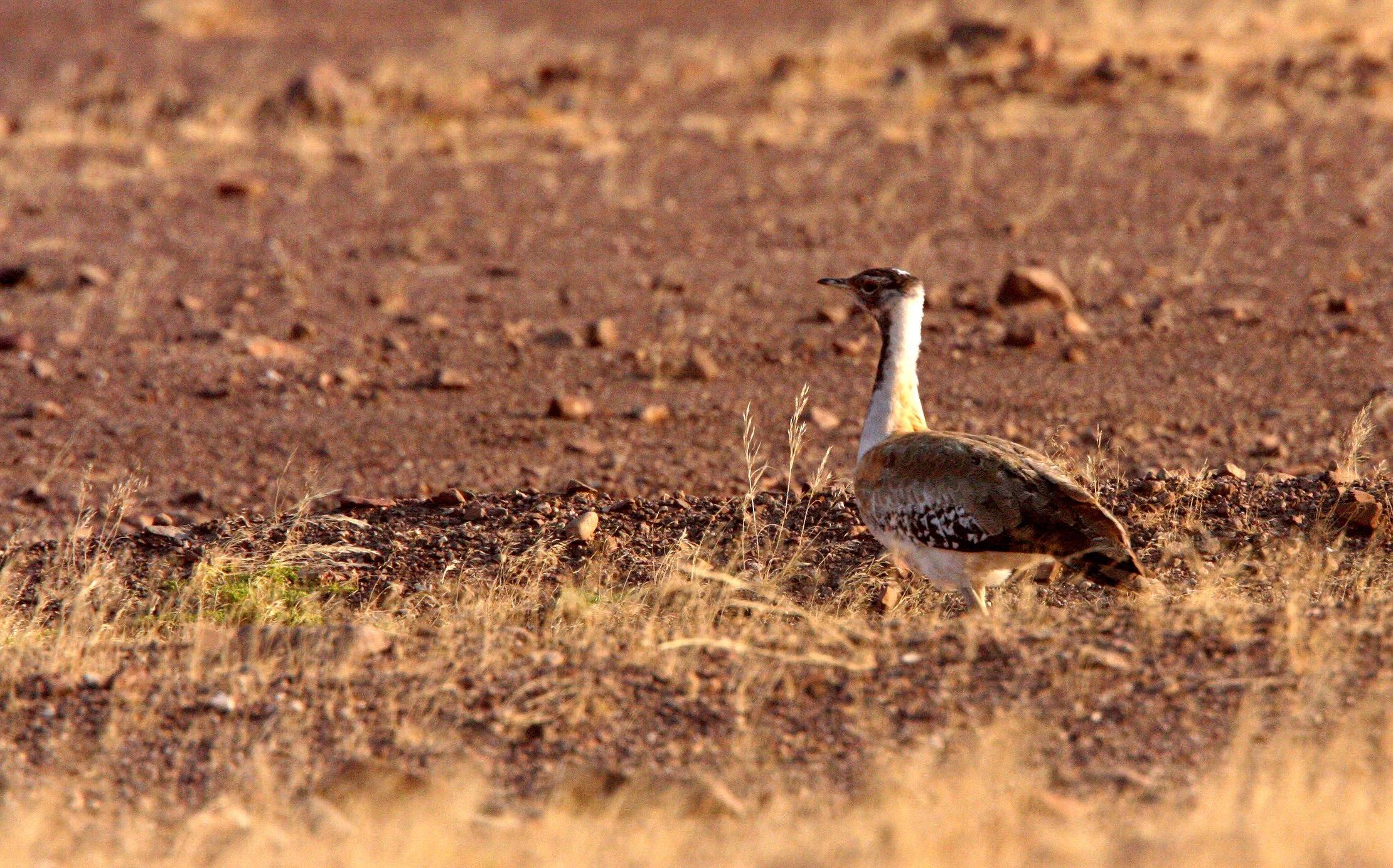 Ludwig's bustard (Neotis ludwigii) Damaraland Namibia (5).JPG