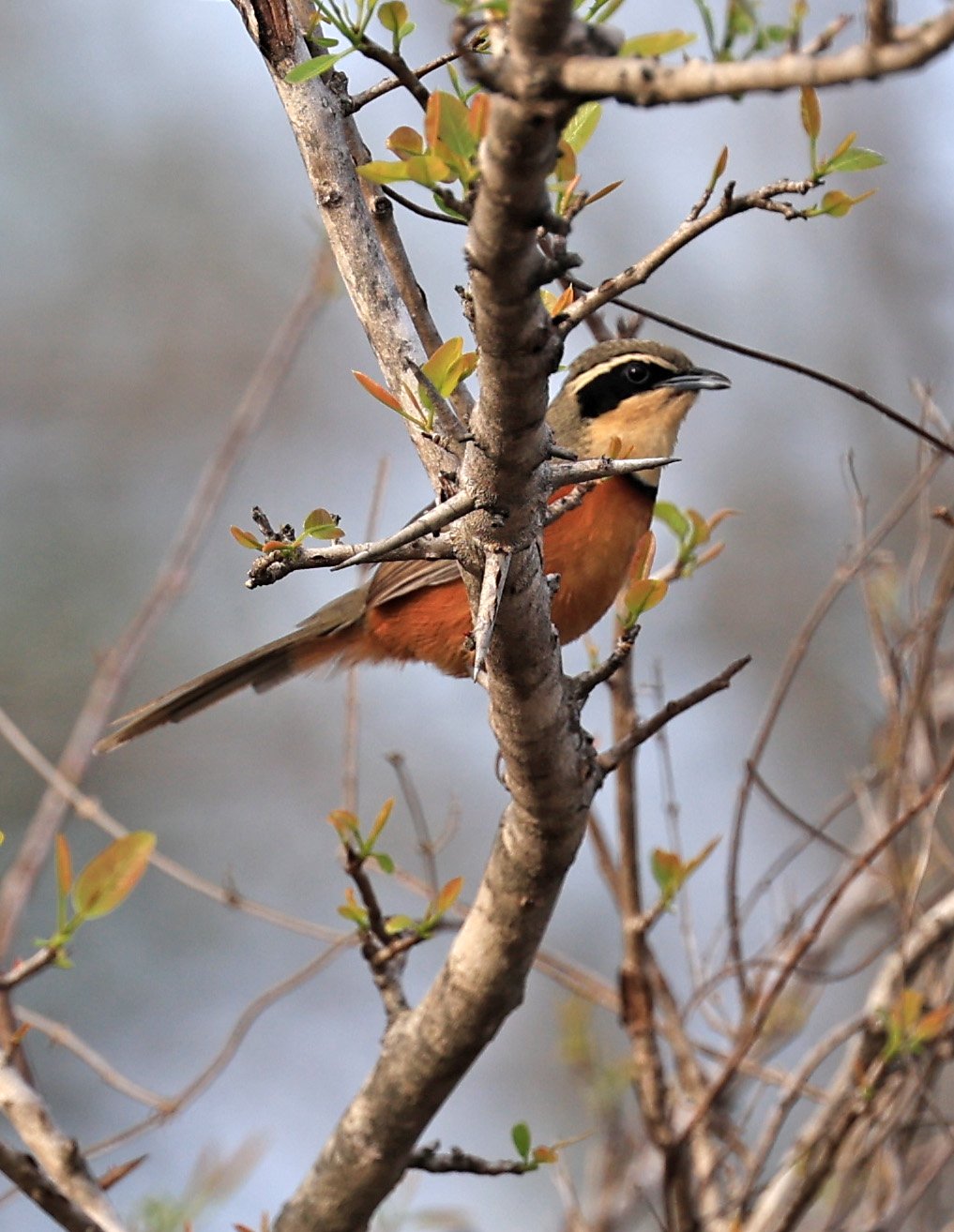 Olive-crowned Crescentchest (Melanopareia maximiliani) Selva Serena Natural Reserve (7).jpg